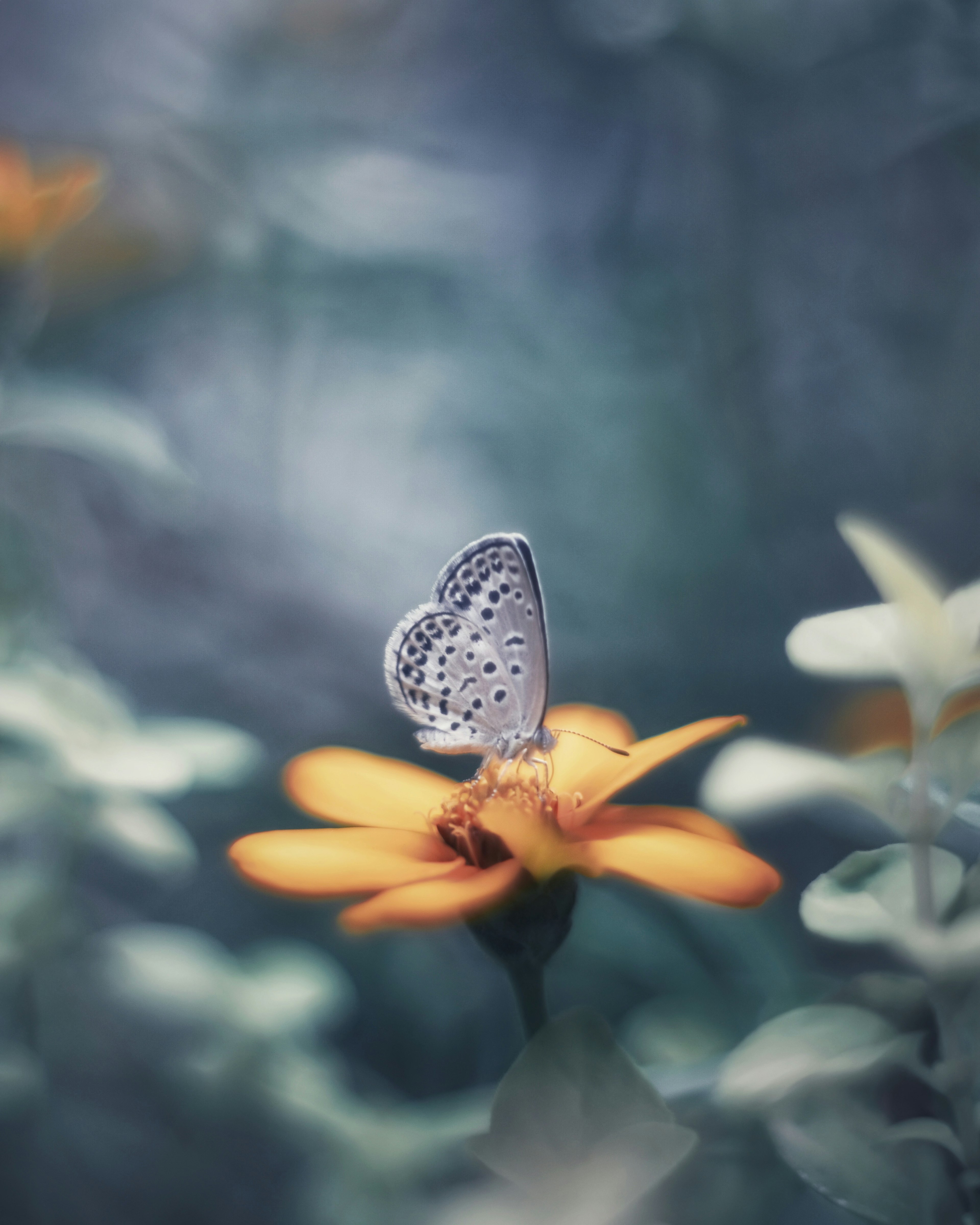 Ein zarter Schmetterling sitzt auf einer lebhaften gelben Blume