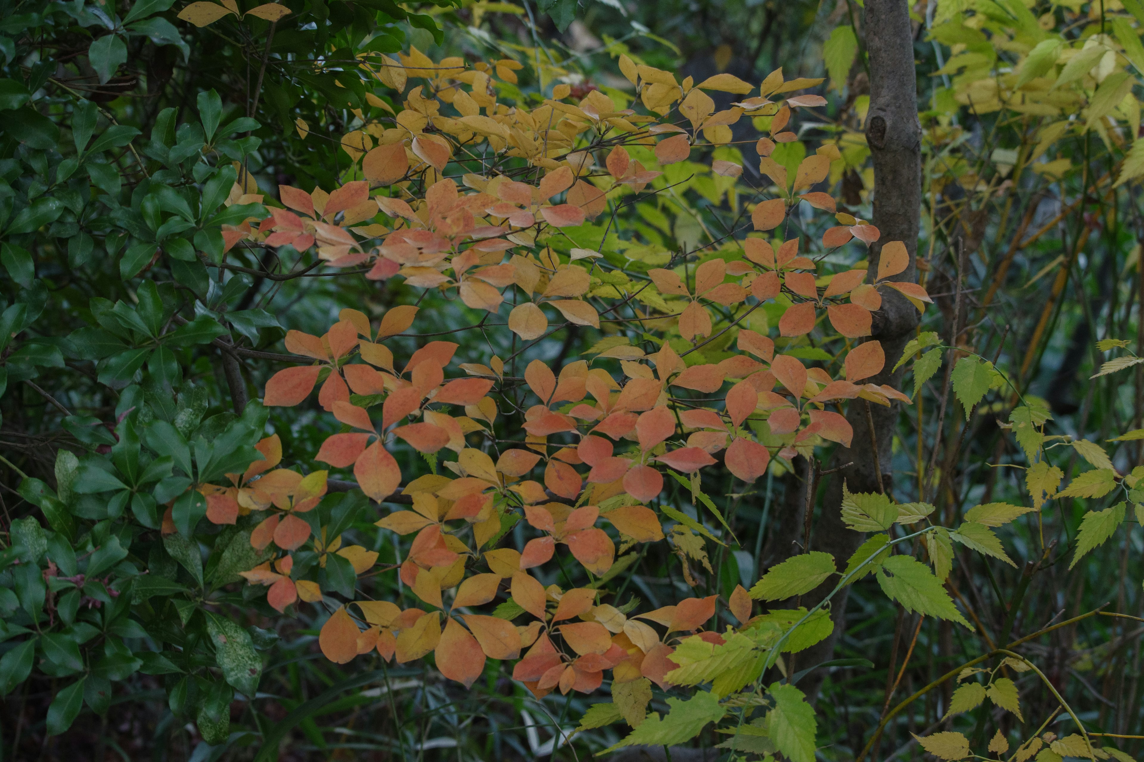 秋の色合いの葉が茂る木の枝