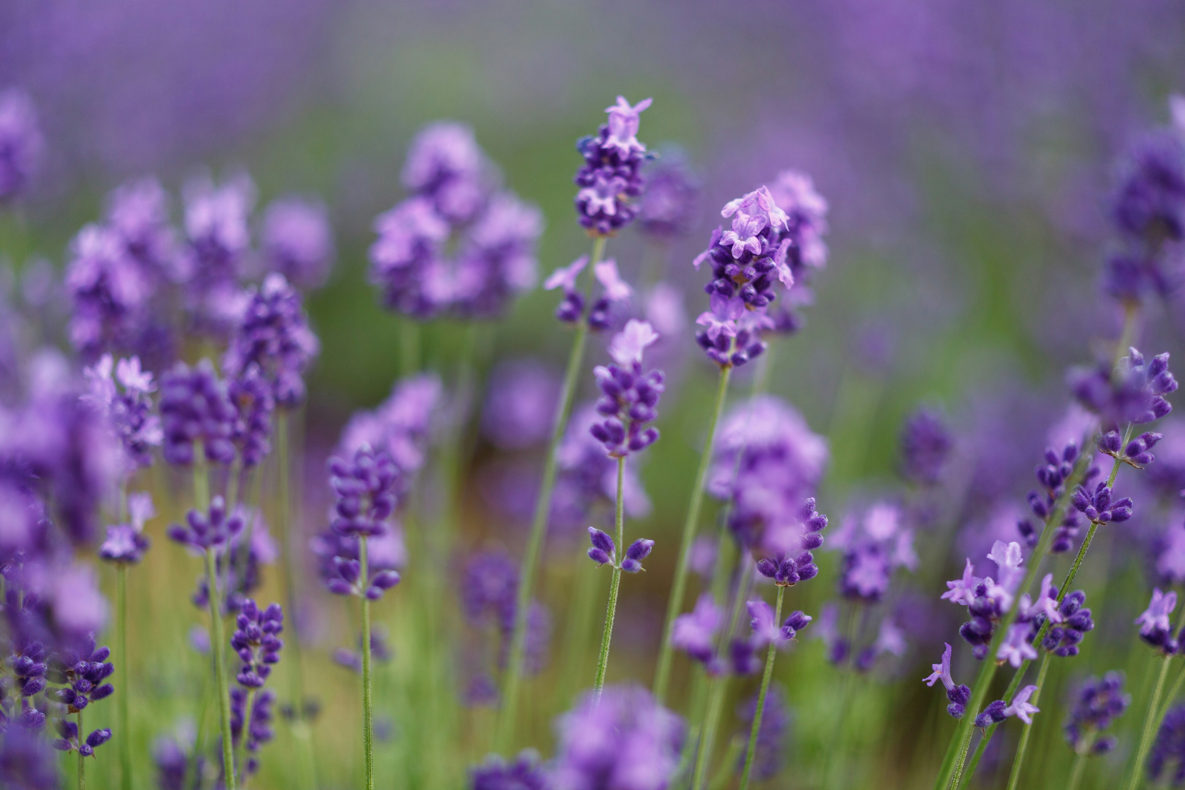 Ladang bunga lavender ungu yang sedang mekar