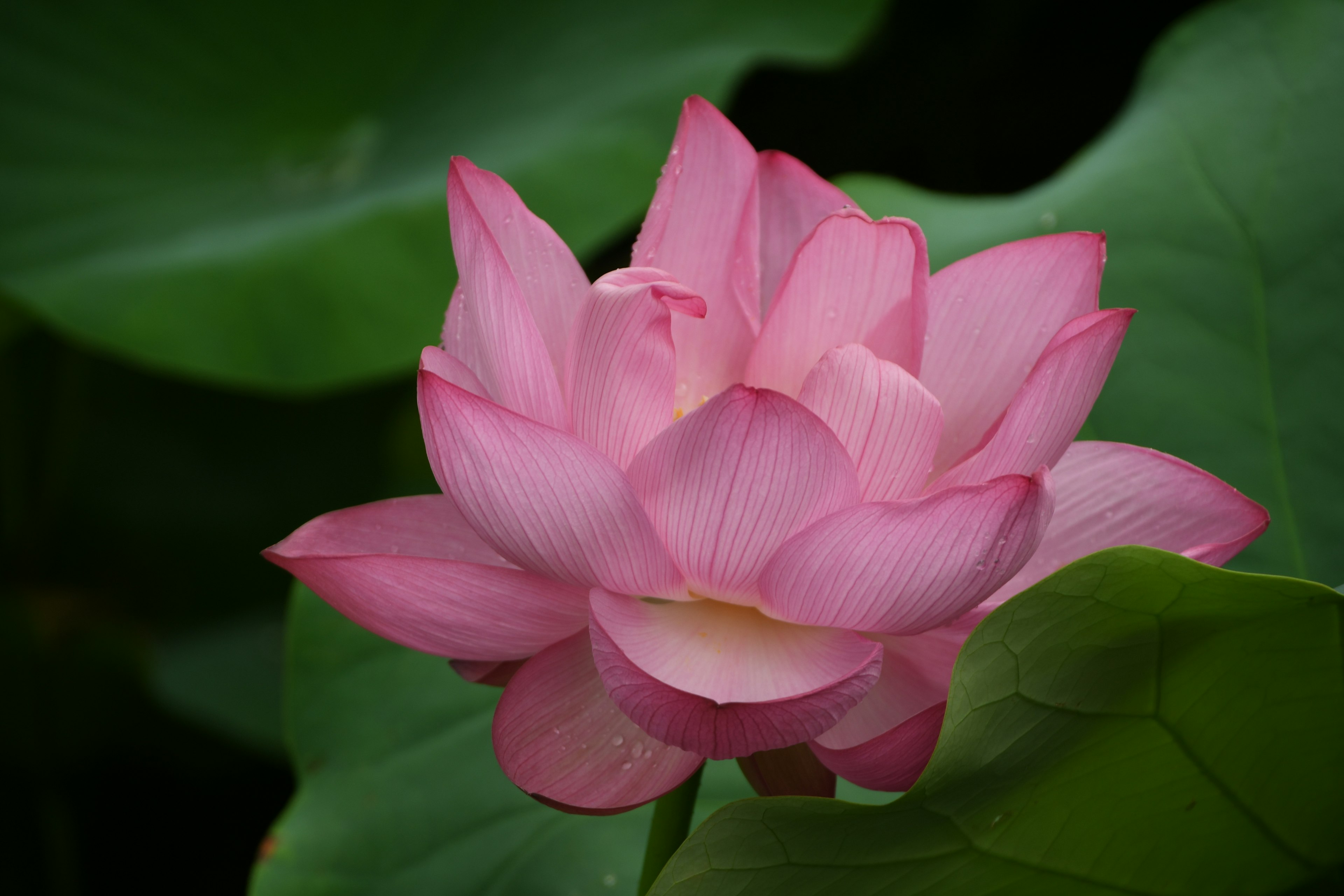 A beautiful pink lotus flower blooming among green leaves