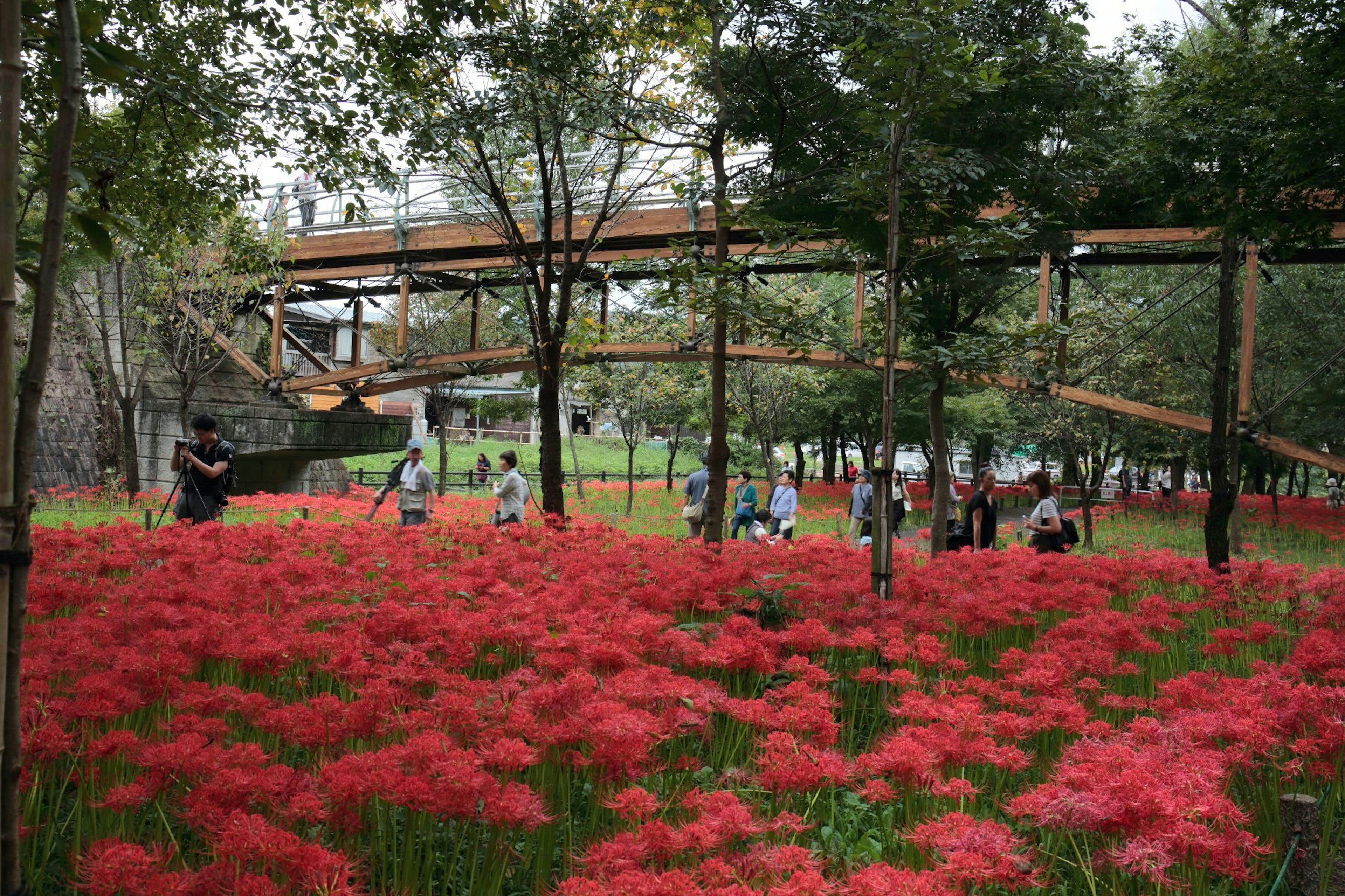 Scène de parc avec des fleurs rouges et un chemin entre les arbres