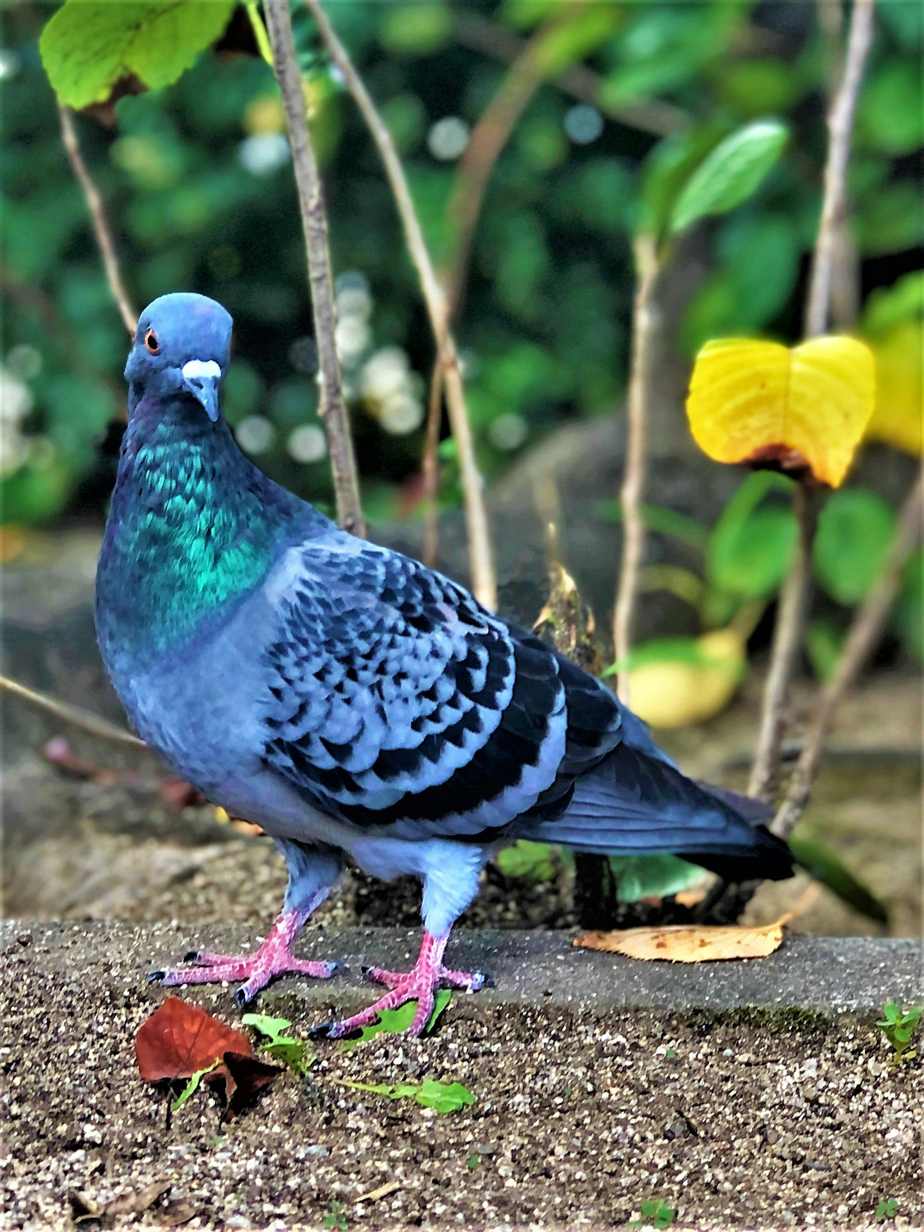 A pigeon with blue feathers and a green neck stands on the ground with green leaves in the background