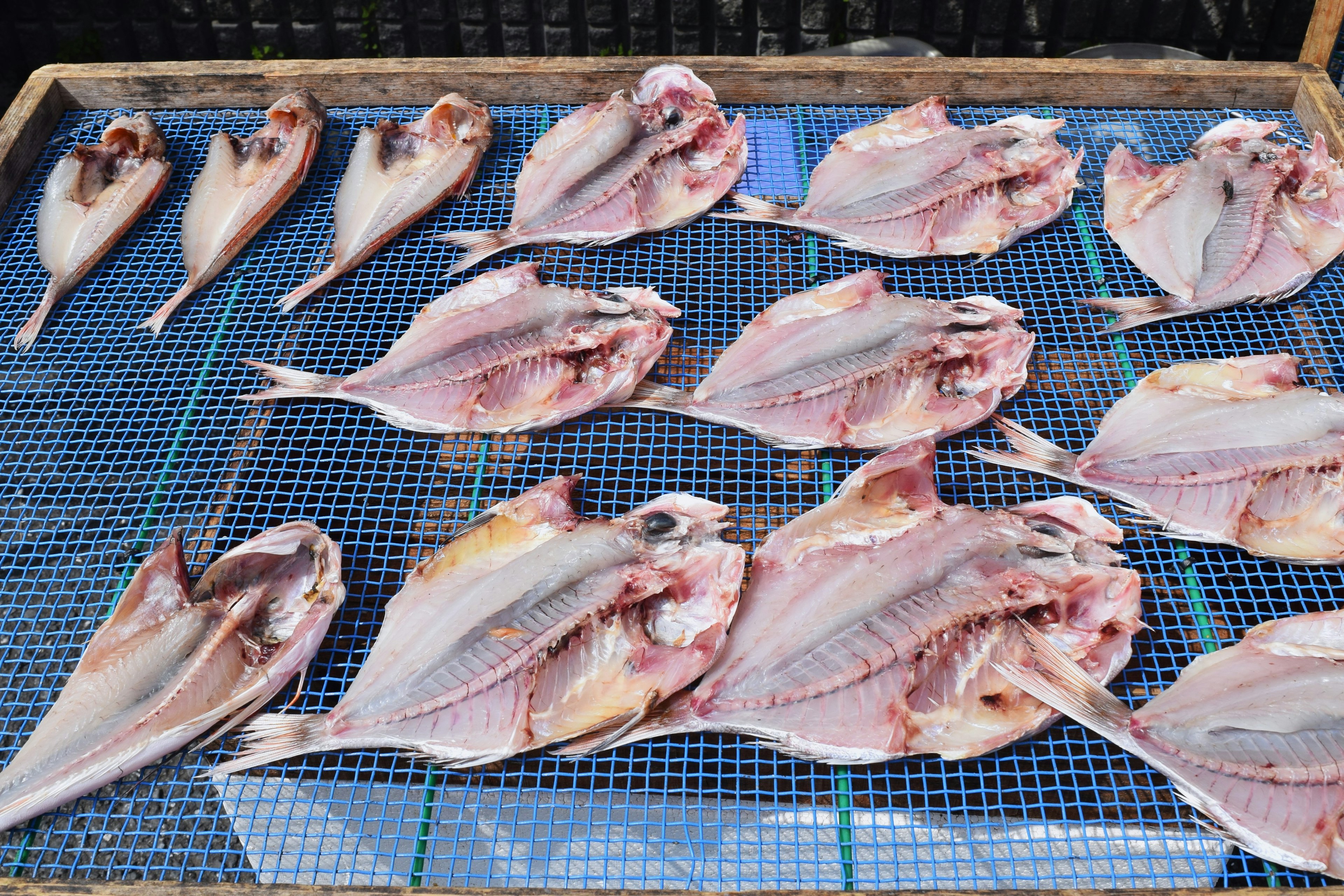 Dried fish displayed on a blue mesh surface