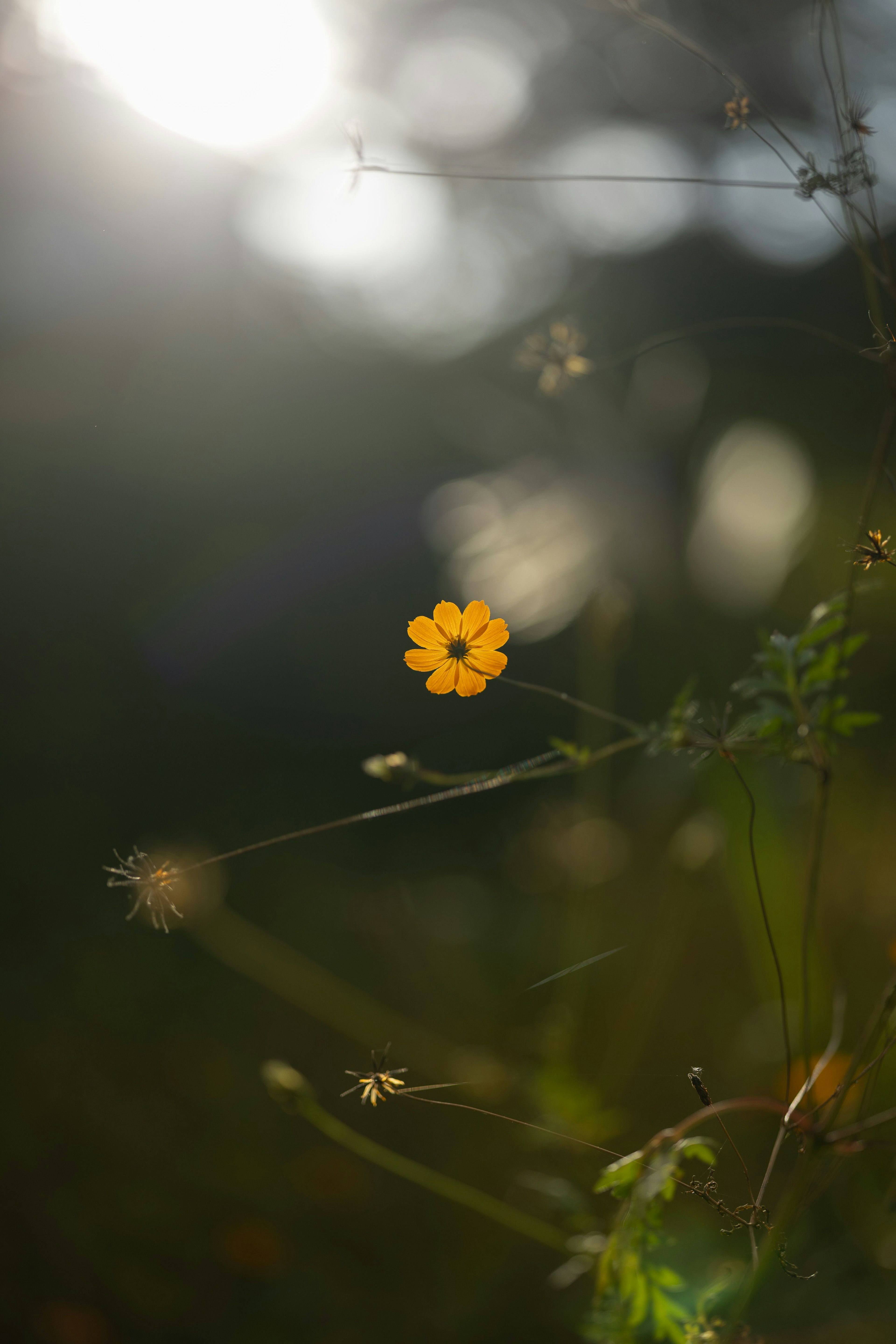 Eine leuchtend gelbe Blume hebt sich vor einem verschwommenen Hintergrund aus Grün ab