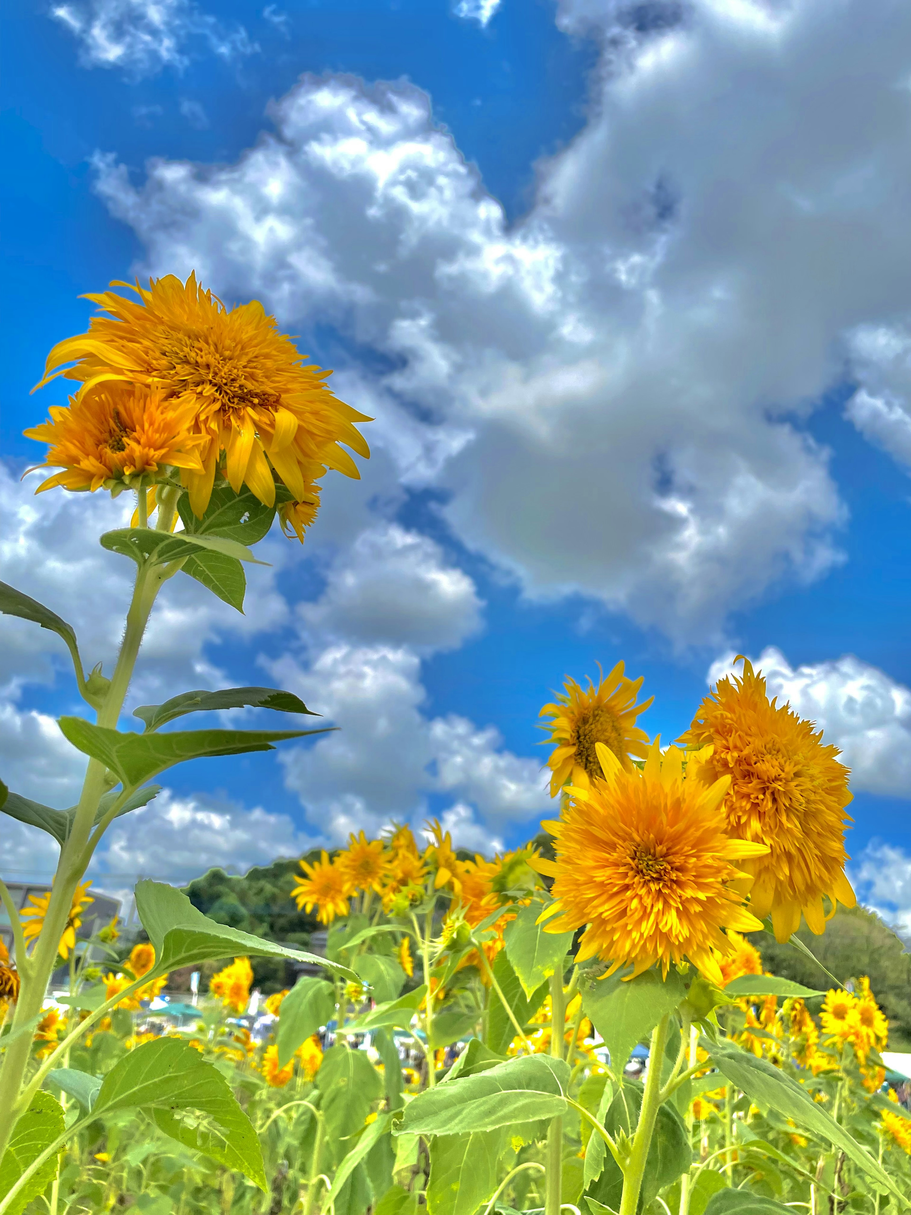 Un champ de tournesols vif sous un ciel bleu avec des nuages blancs duveteux