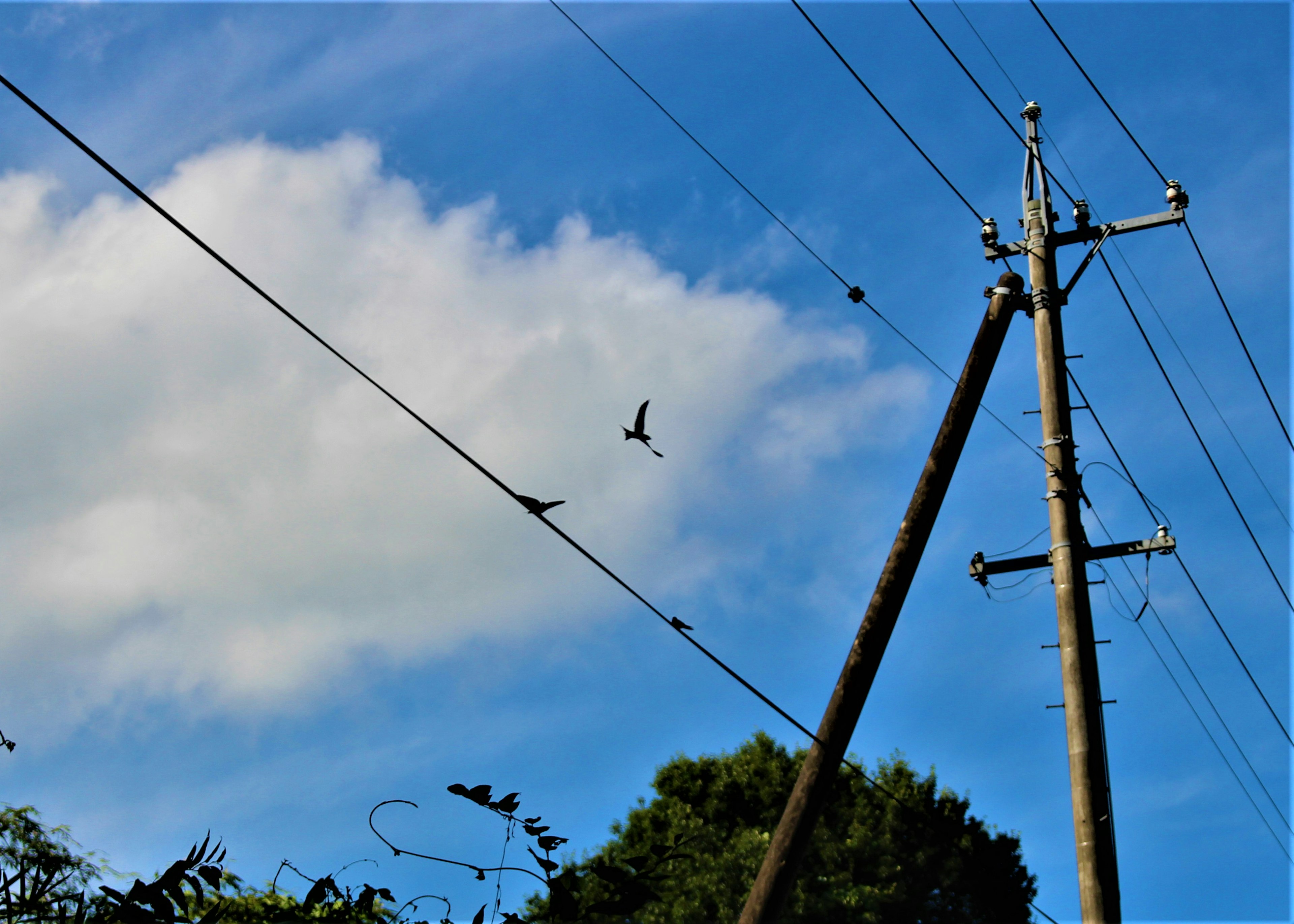 A bird flying against a backdrop of clouds and utility poles under a blue sky