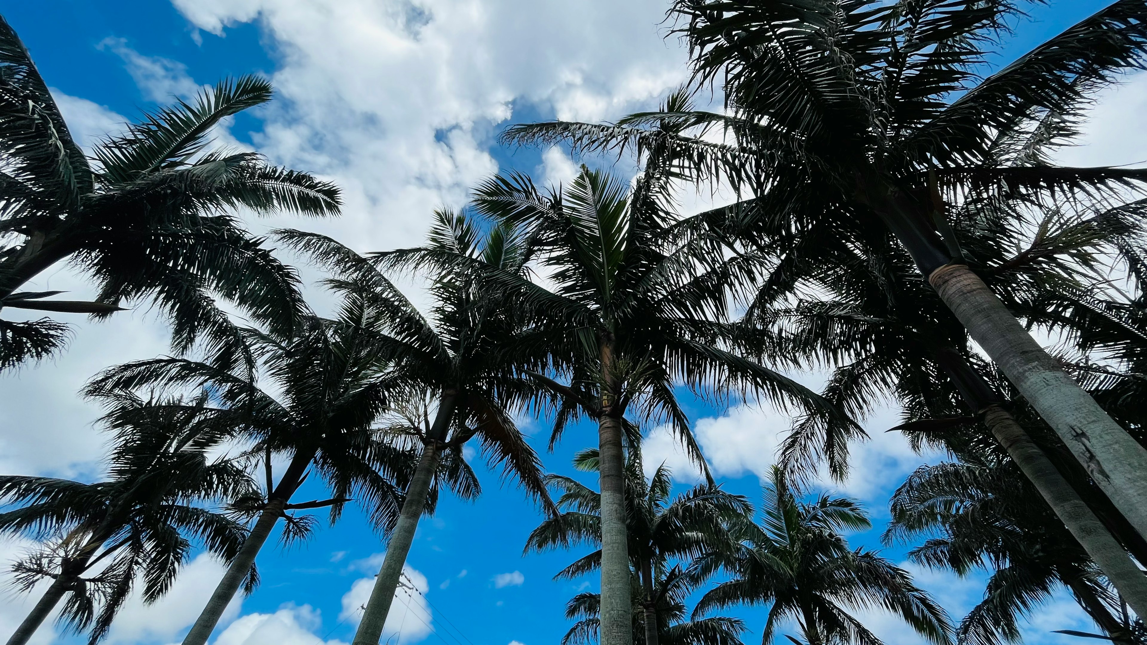 Cluster of palm trees against a blue sky