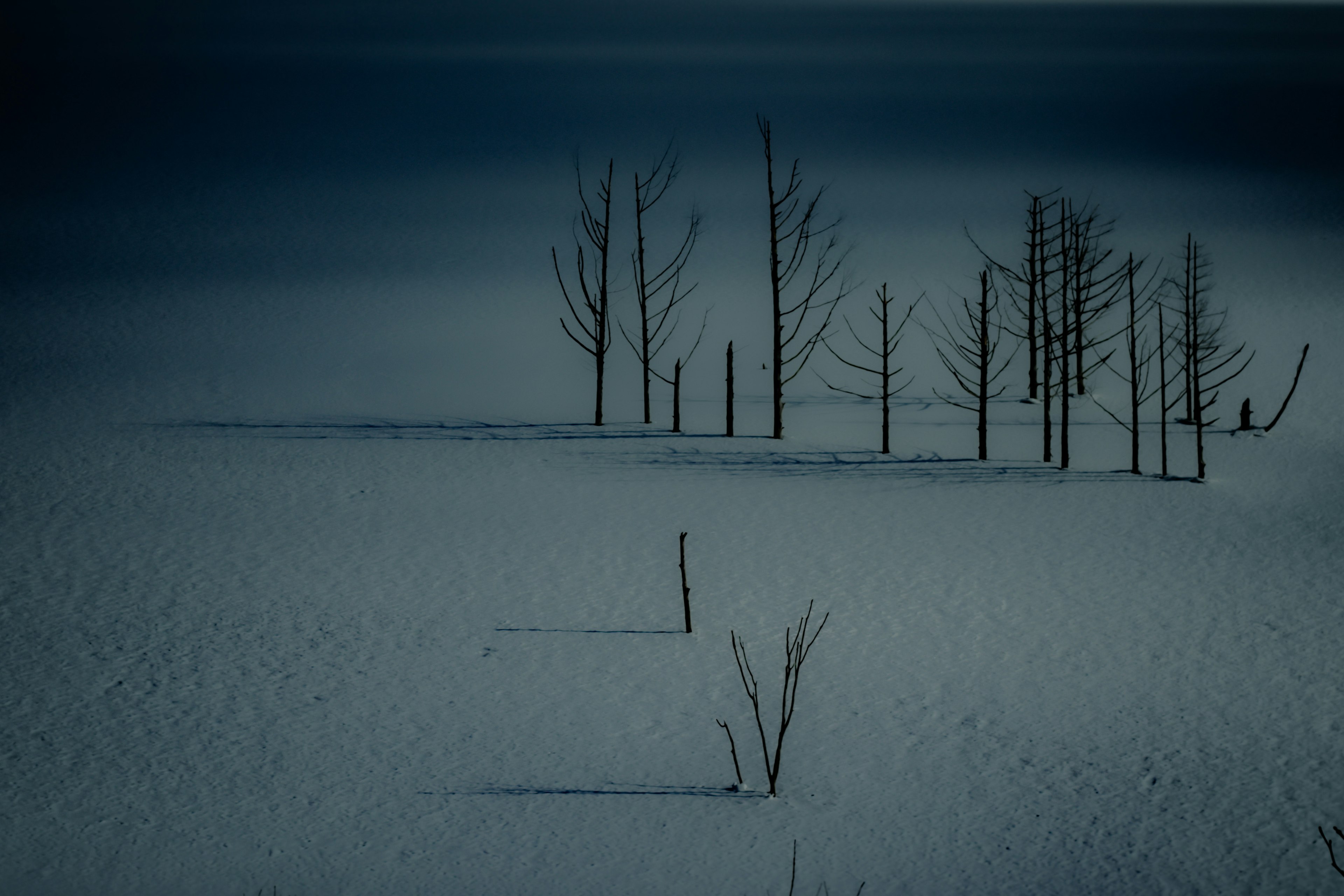 Silhouette di alberi in un paesaggio coperto di neve