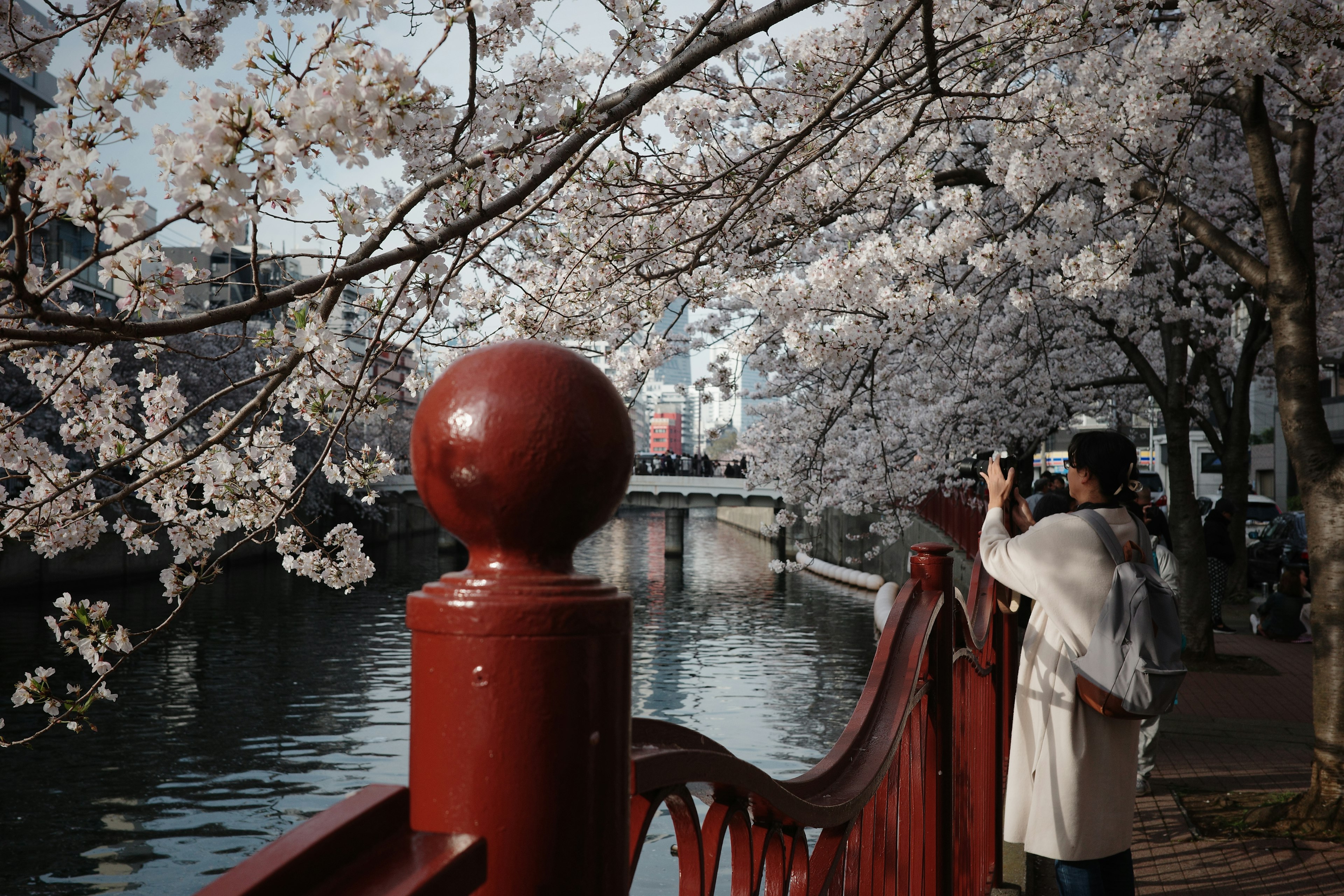 桜の木が咲く川沿いの赤い橋で写真を撮る女性