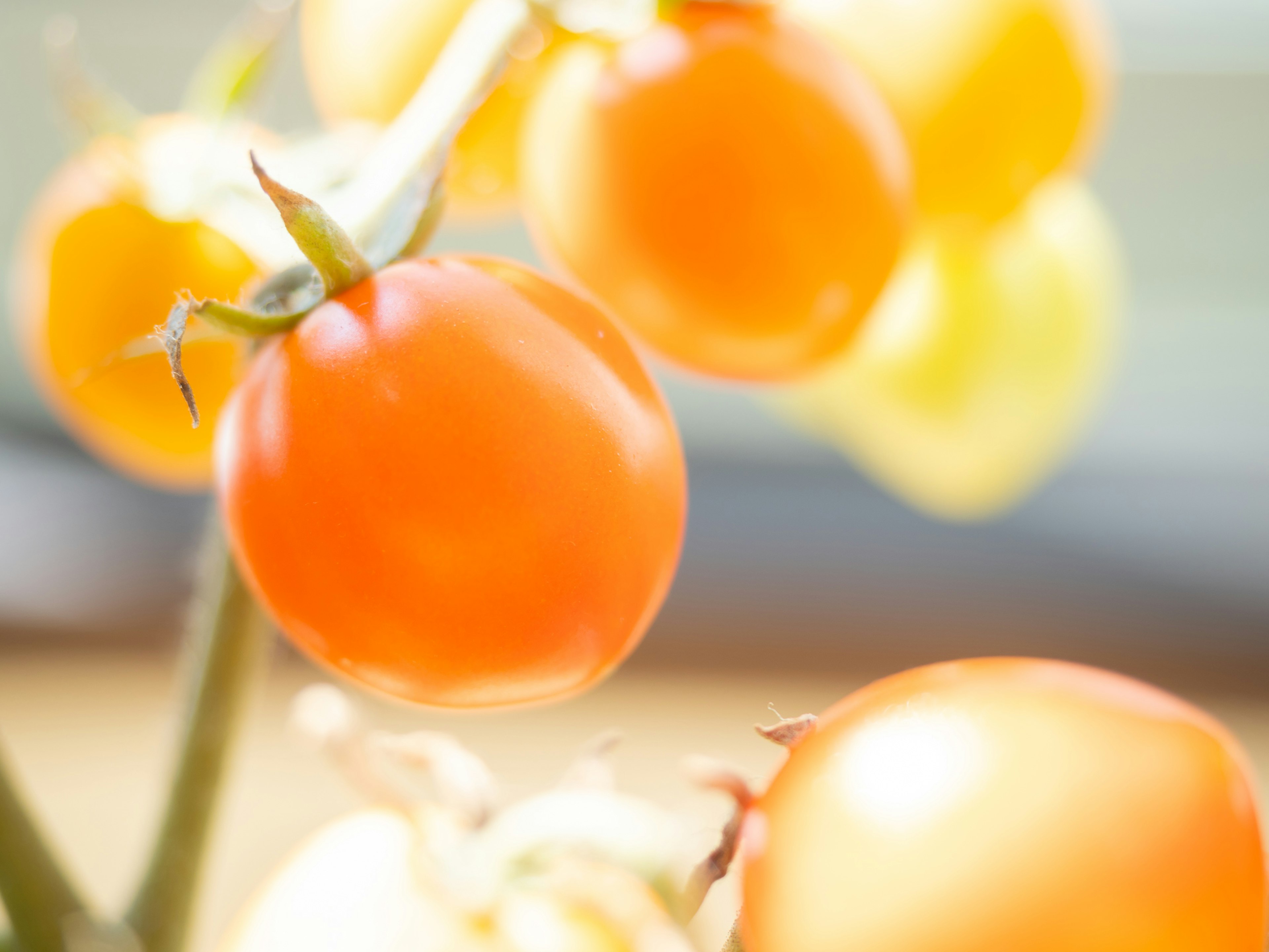 Vibrant orange cherry tomatoes on the vine