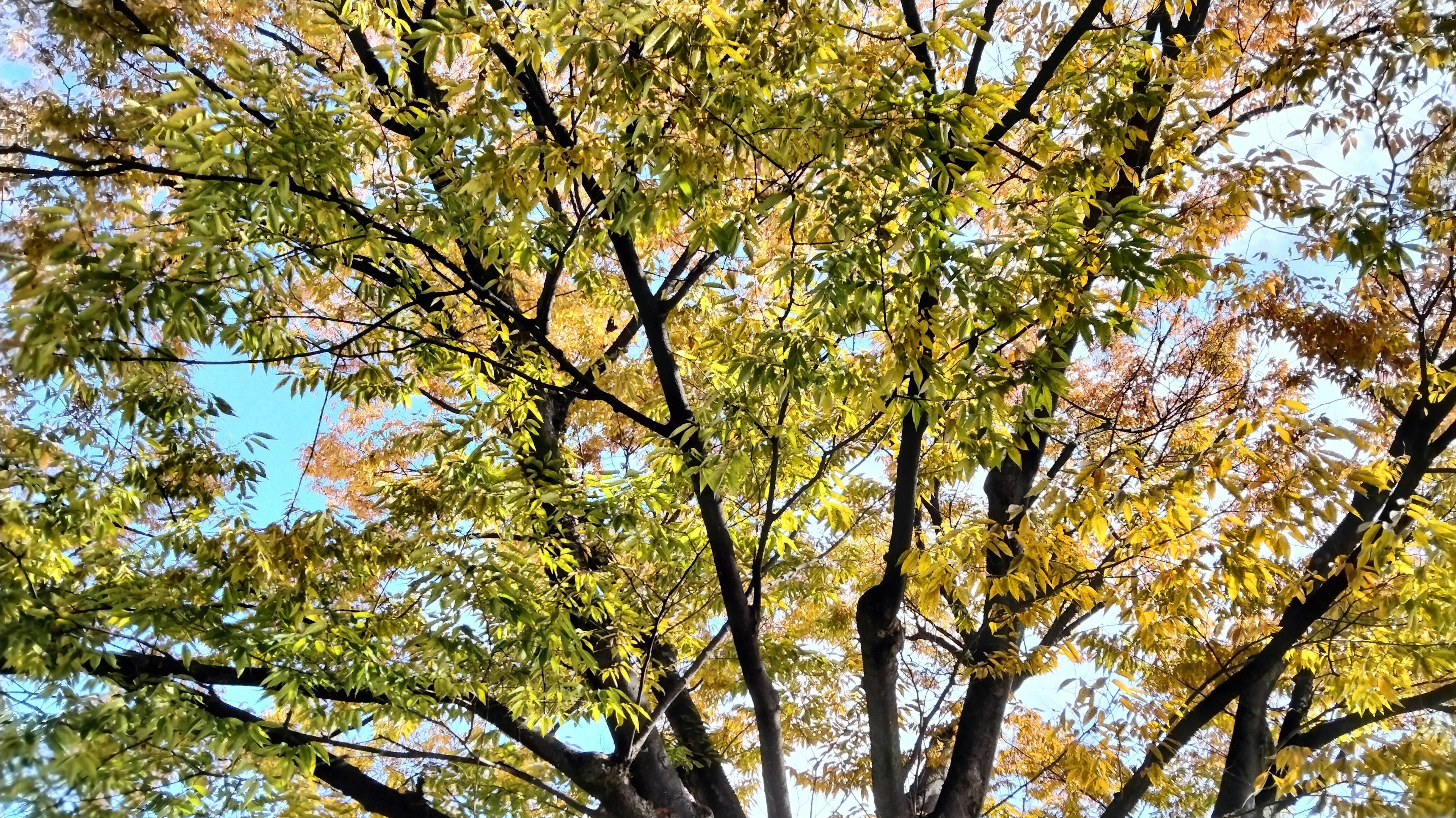 Vista superior de un árbol con hojas de otoño coloridas