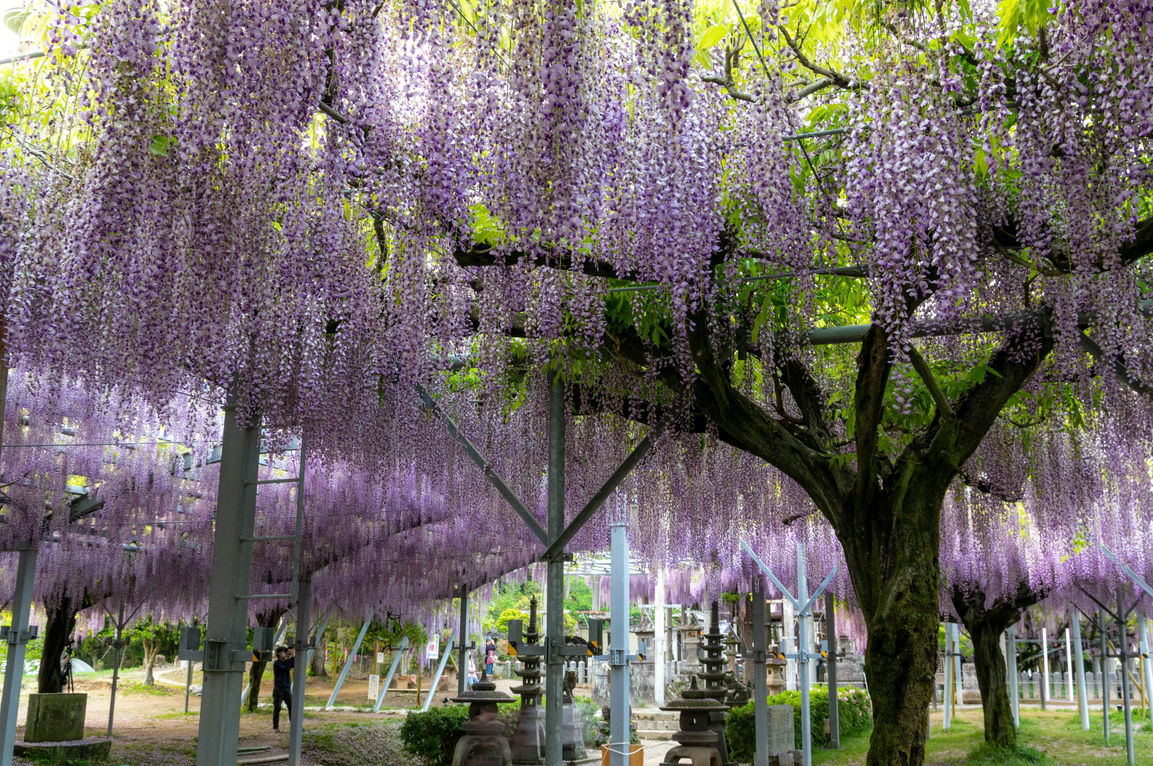 Escena de parque con árboles de glicinia y flores moradas colgantes