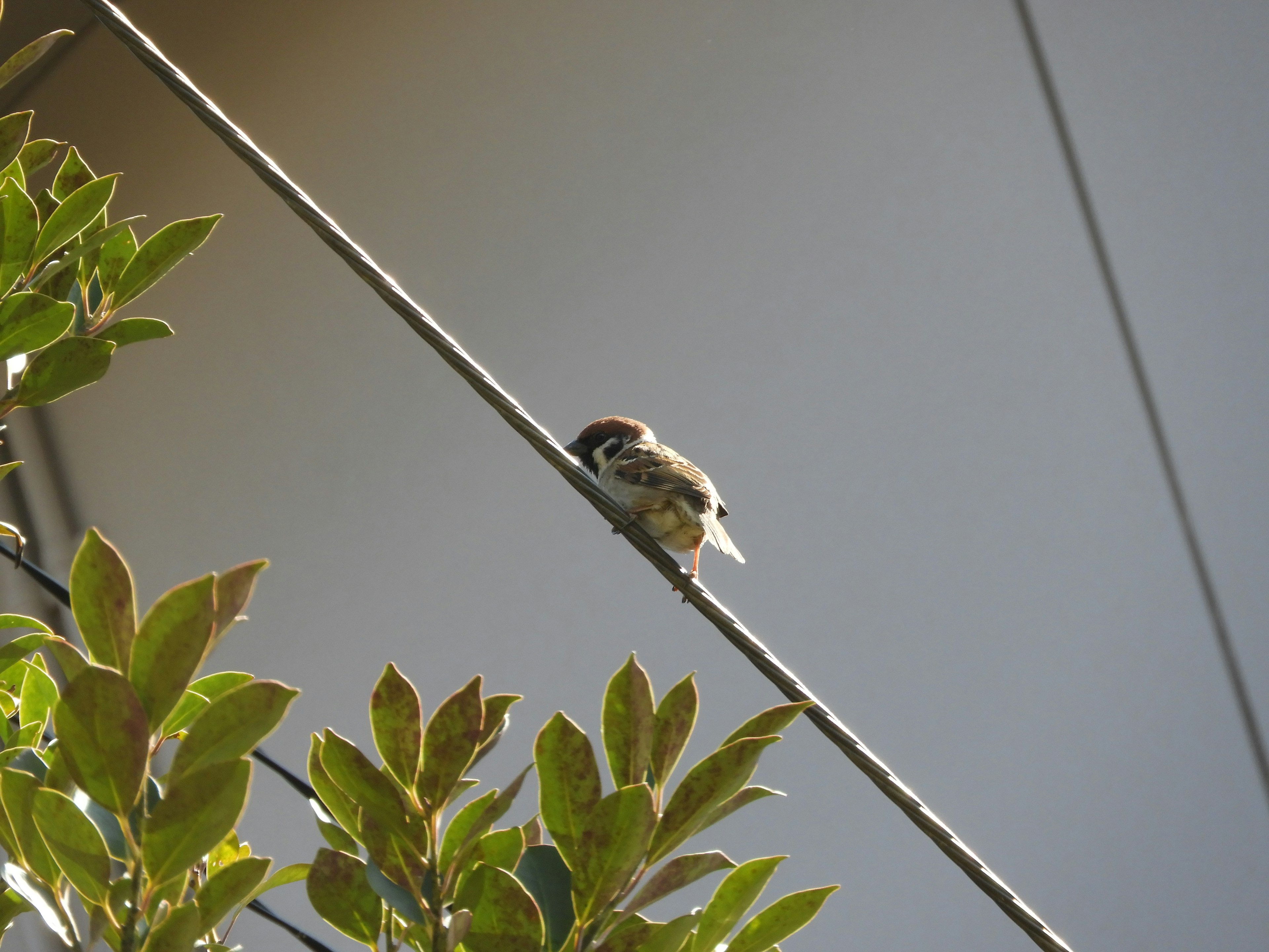 A small bird perched on a wire surrounded by green leaves