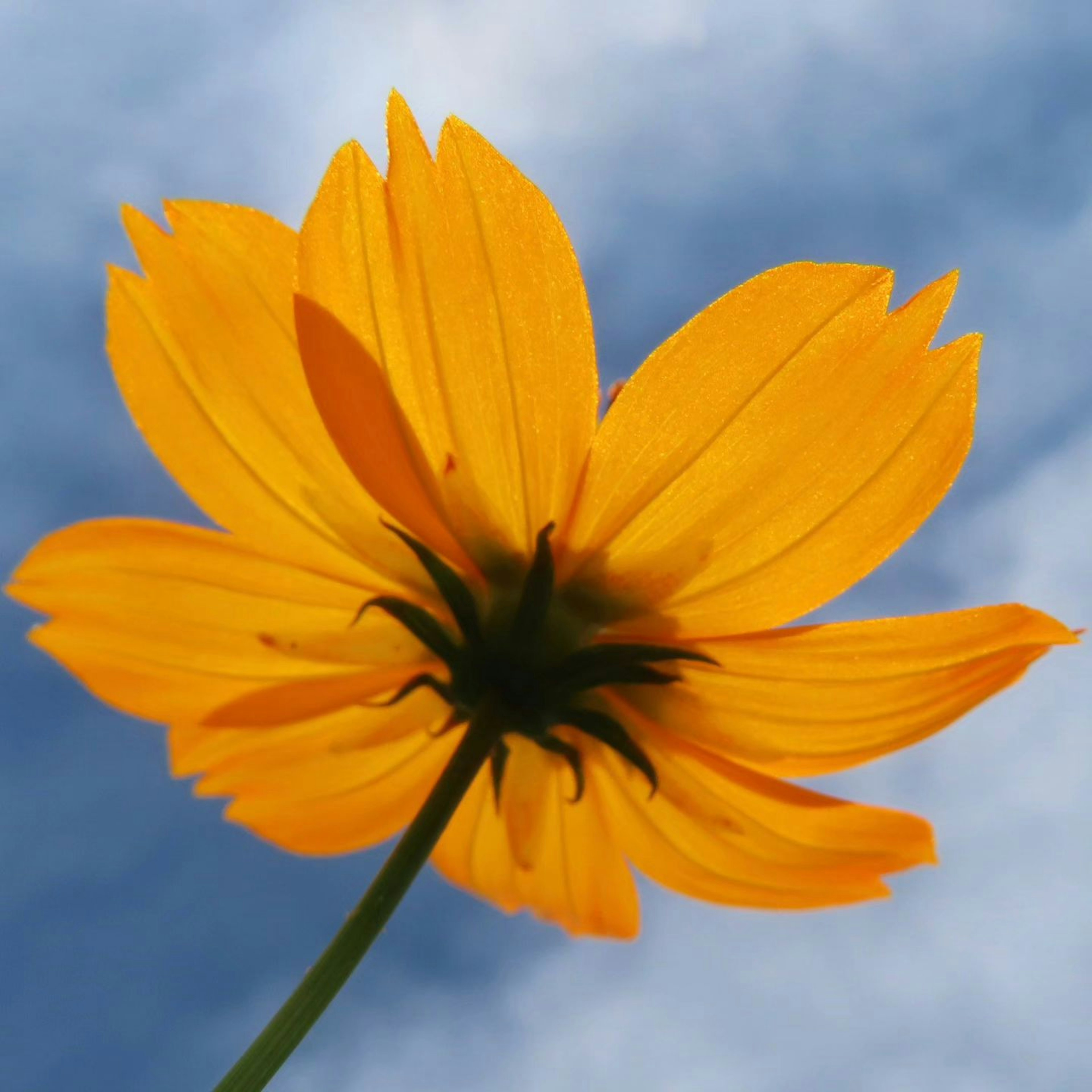 Fleur jaune vue d'en bas contre un ciel bleu