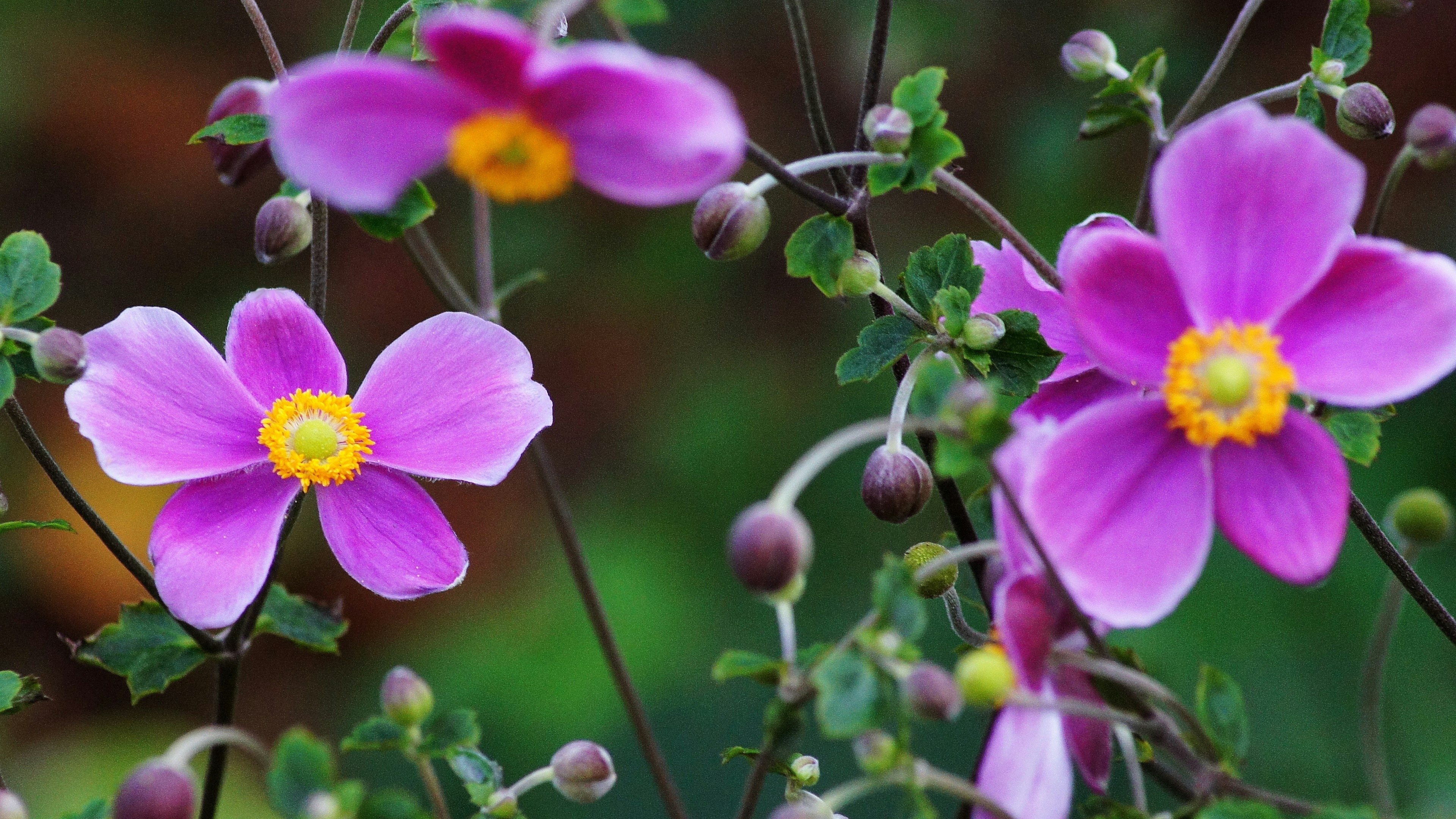 Fiori di anemone rosa vivaci con foglie verdi