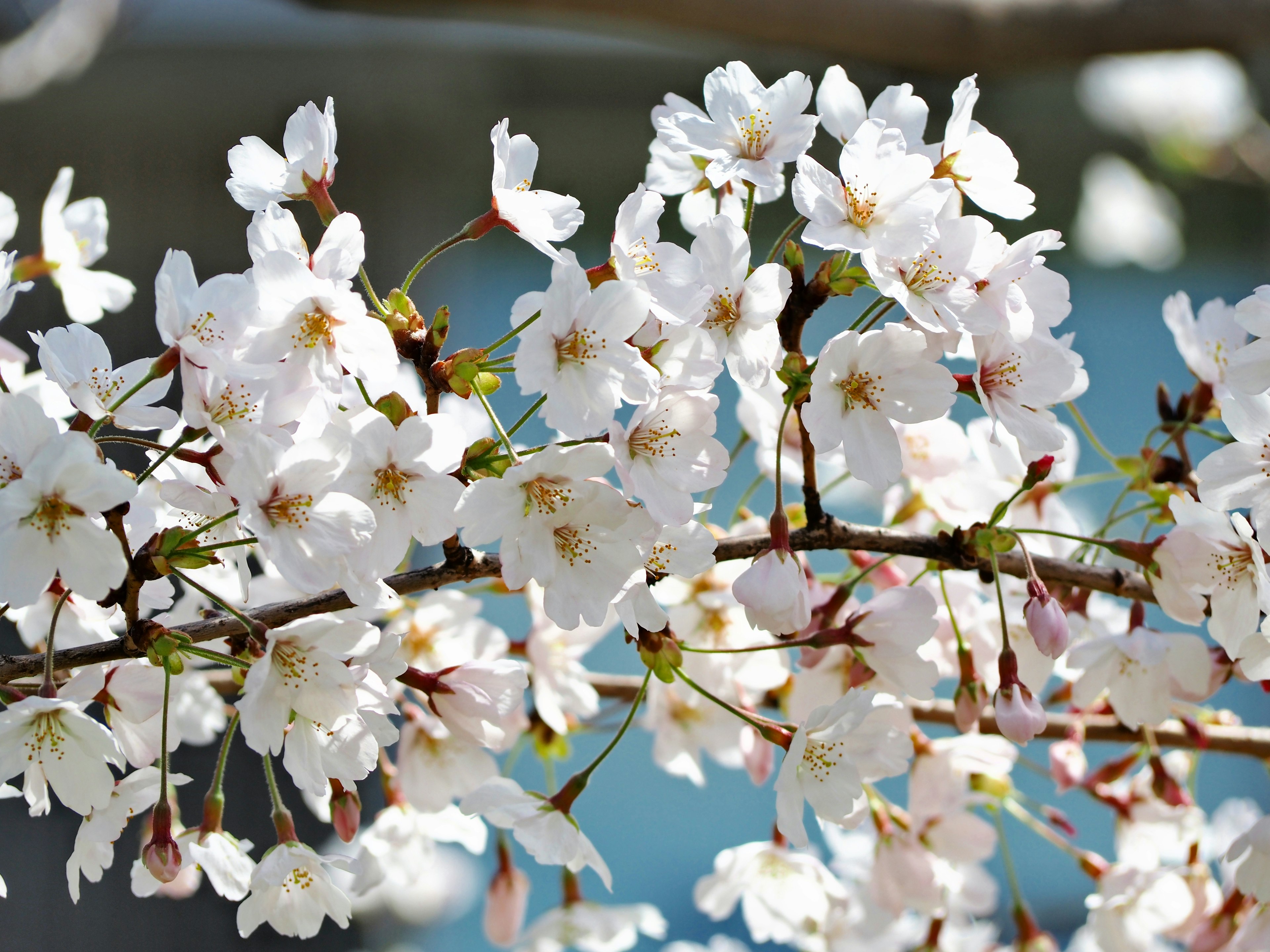 Kedekatan bunga sakura di cabang