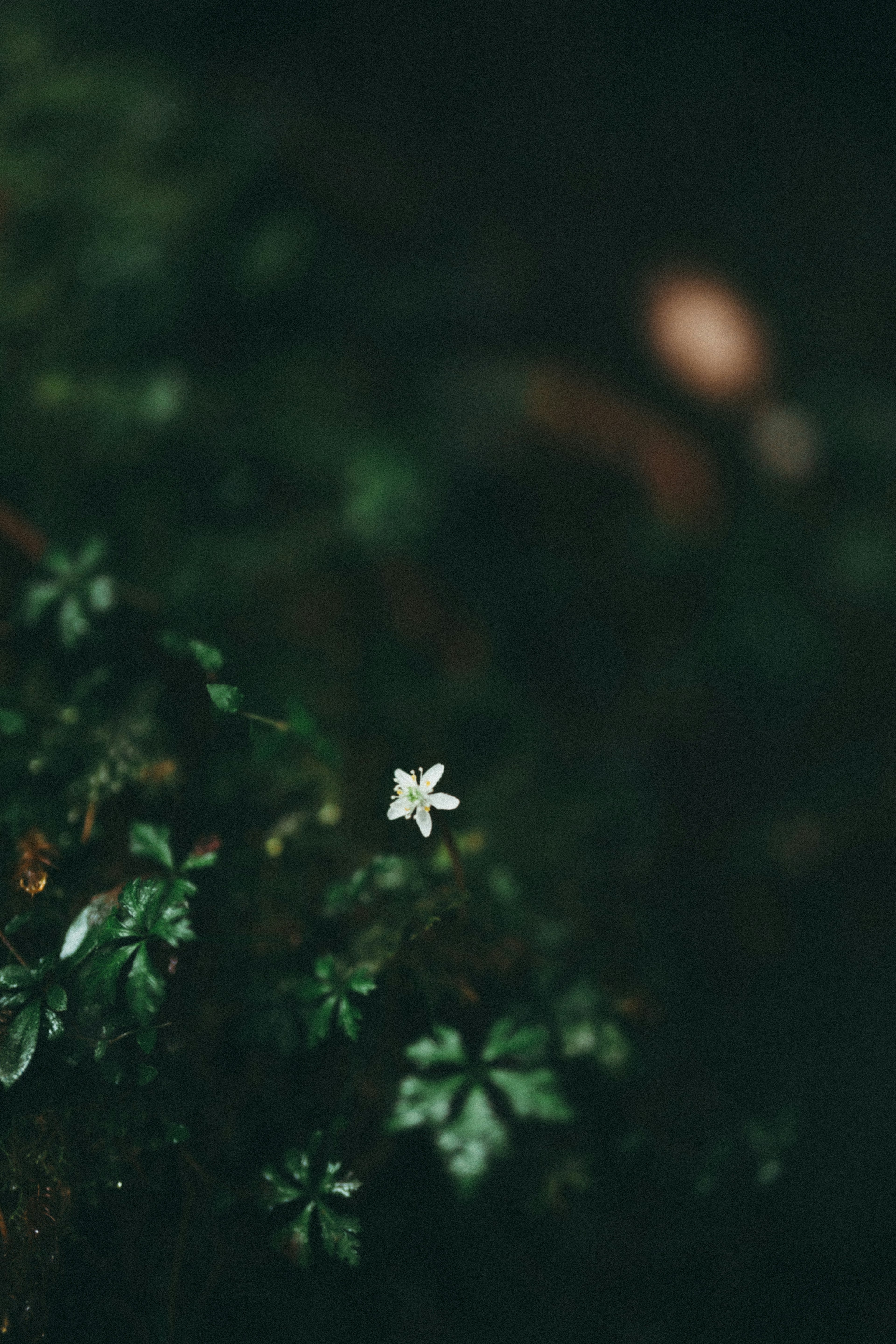 Una sola flor blanca floreciendo sobre un fondo verde oscuro