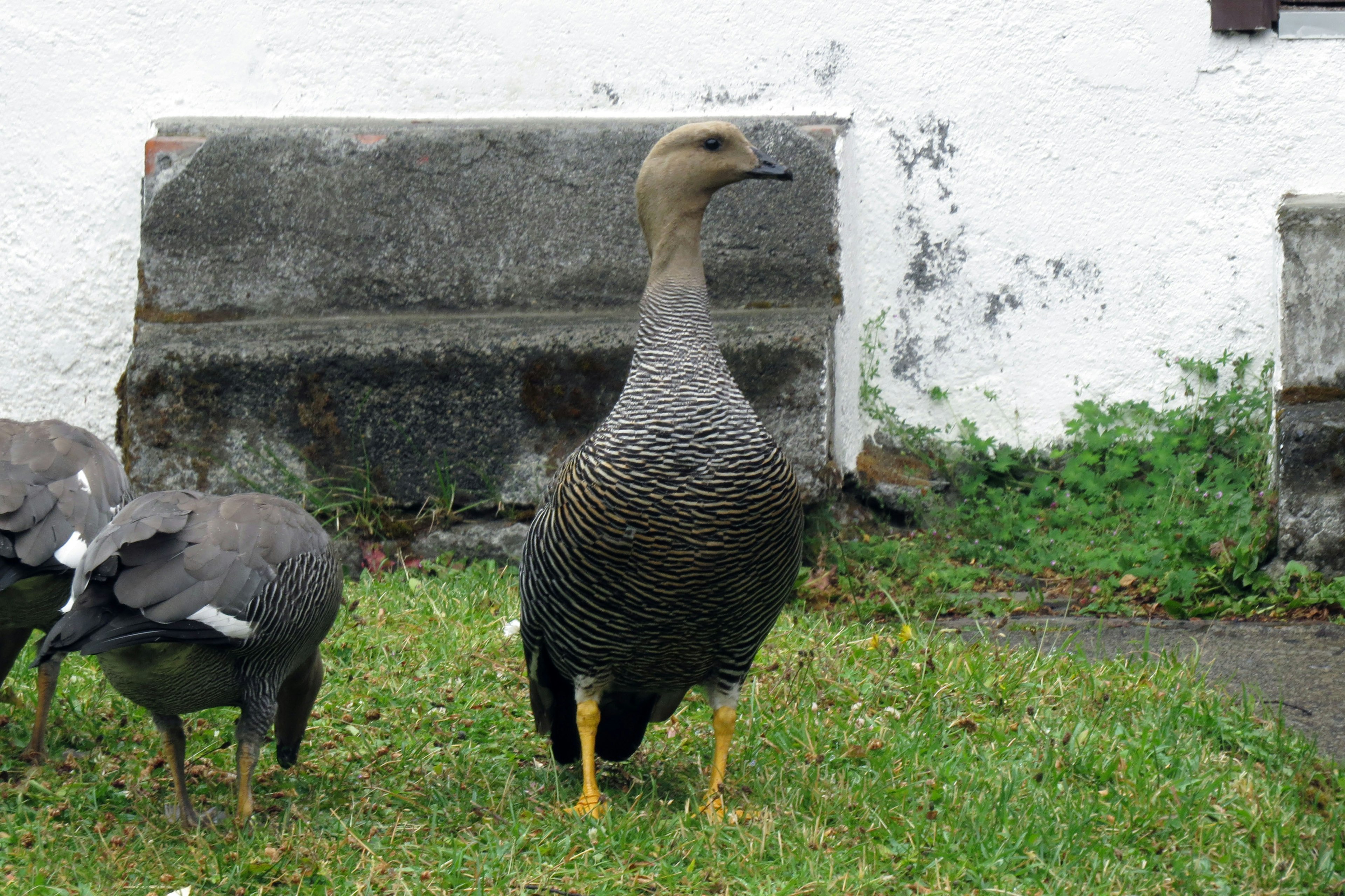 Gray goose standing on grass with a white wall in the background