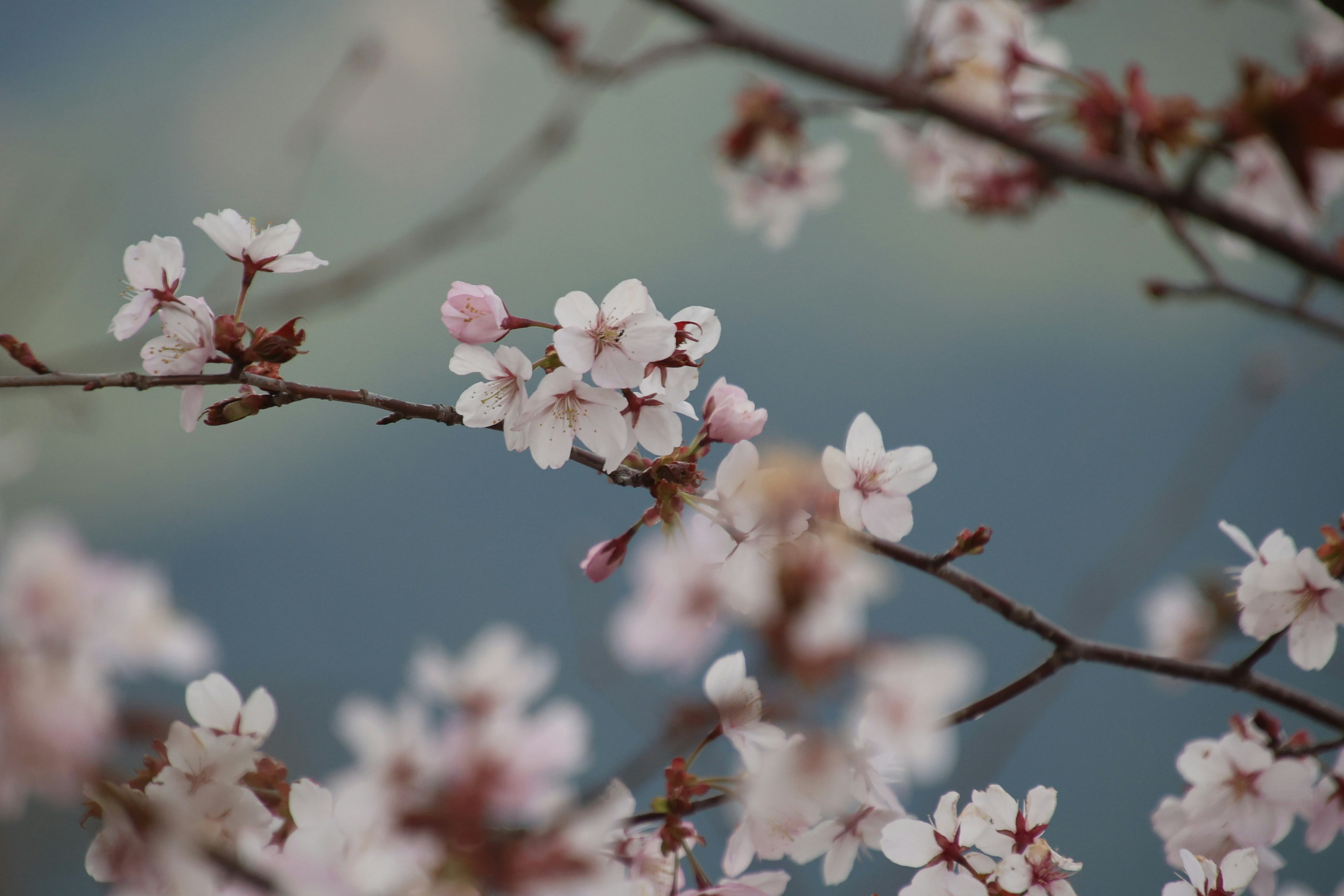 桜の花が咲いている枝のクローズアップ