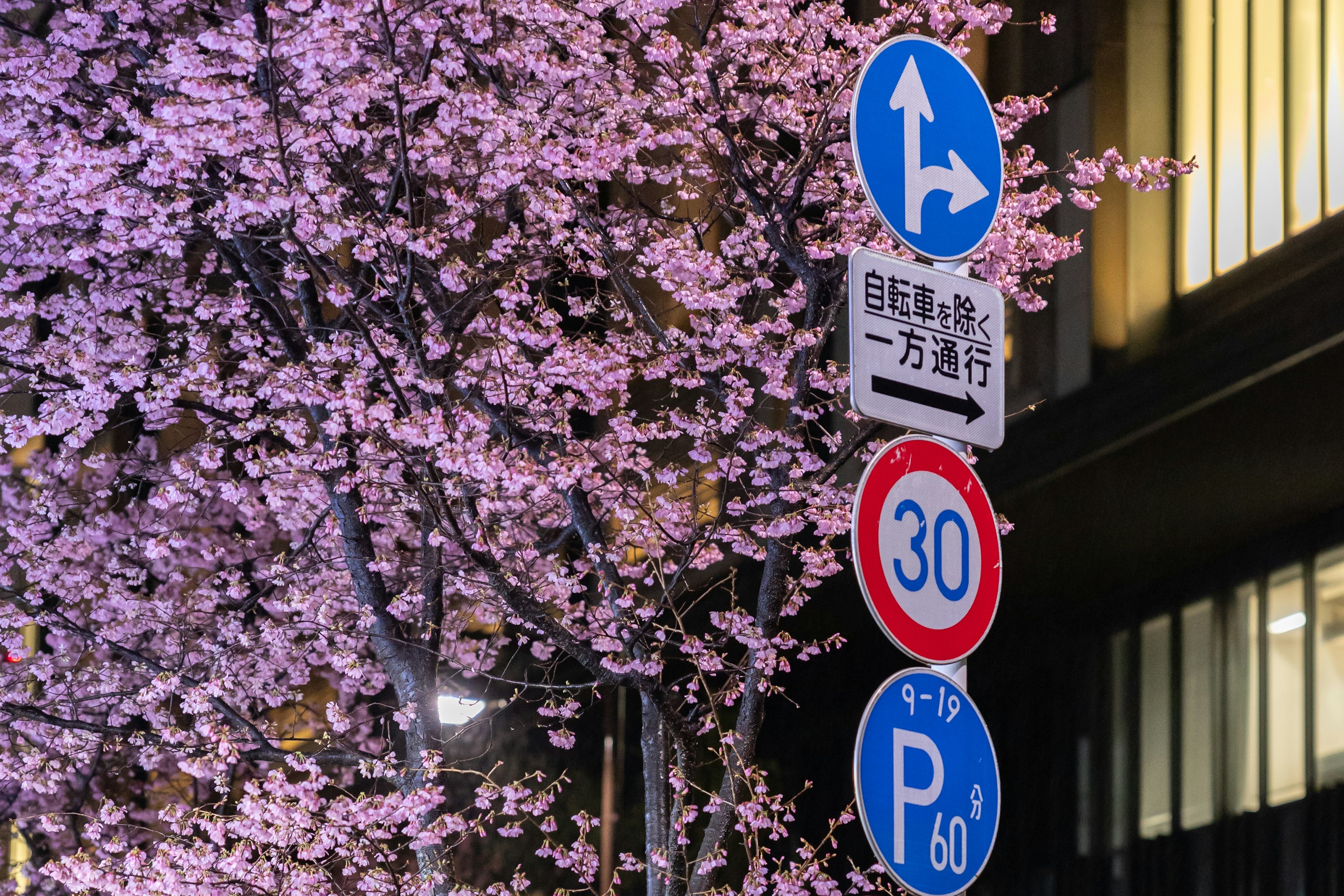 Rambu jalan dekat bunga sakura yang mekar