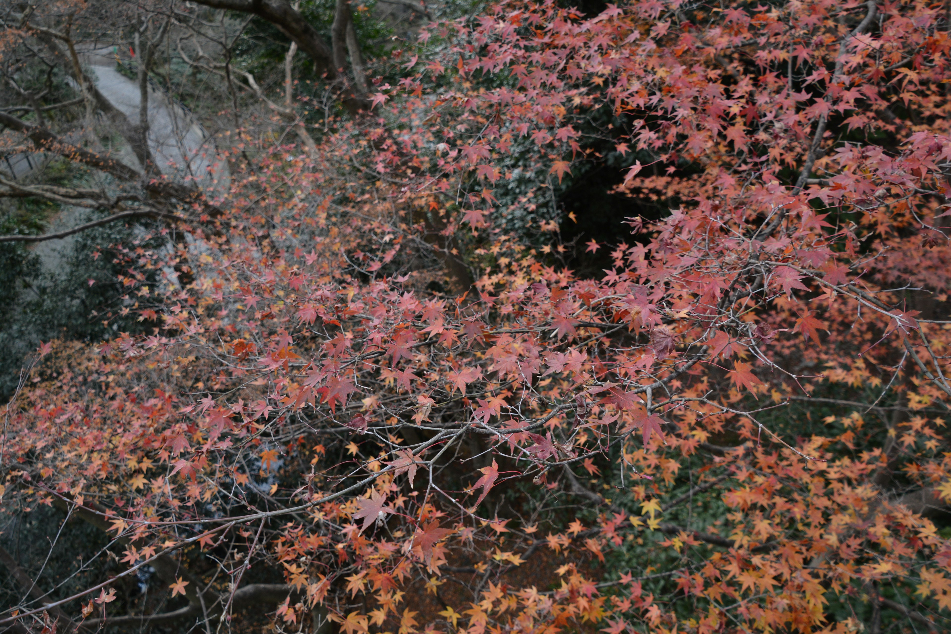 秋の紅葉した葉が茂る木の上からの視点