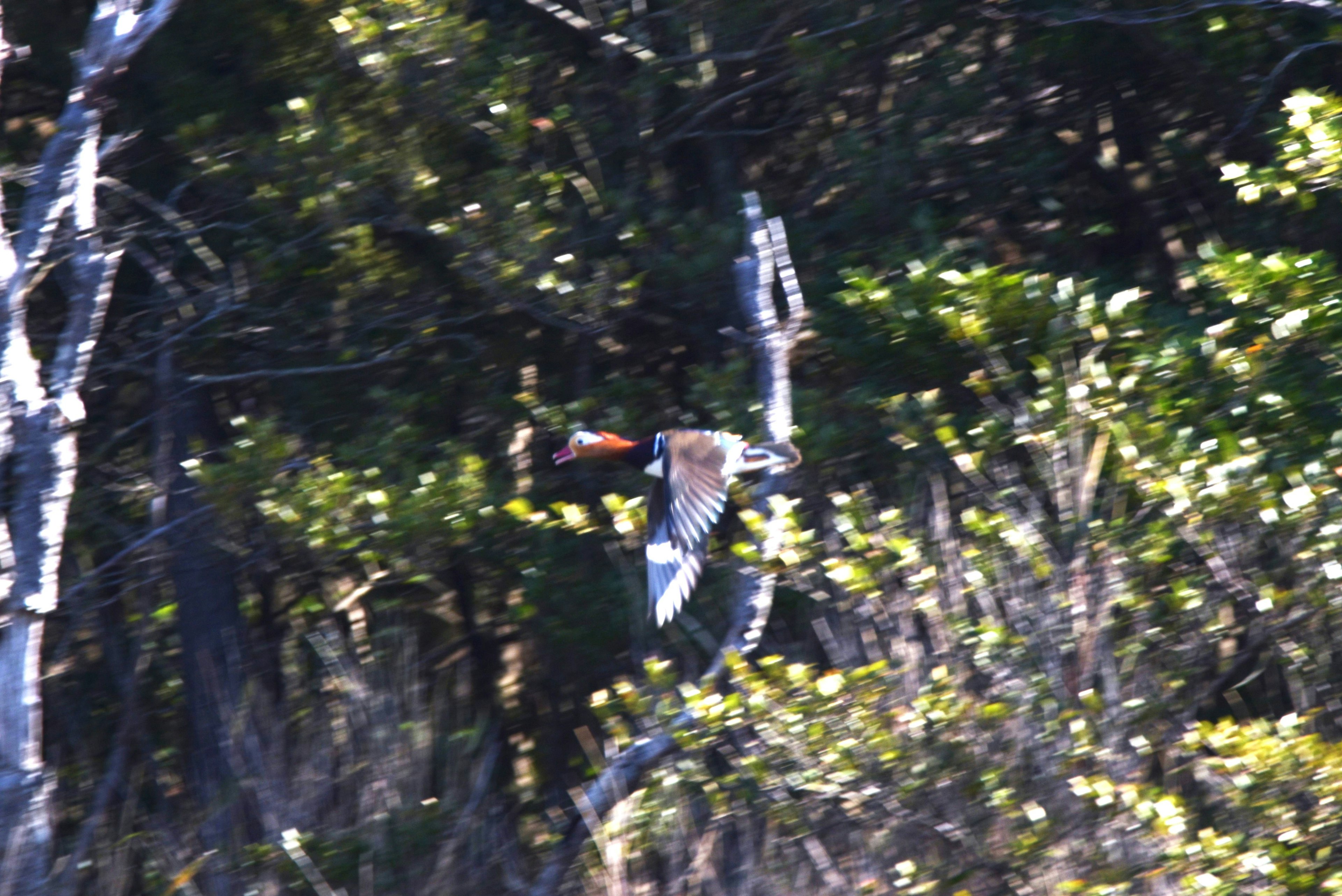 Ein Vogel fliegt zwischen den Bäumen mit bunten Federn