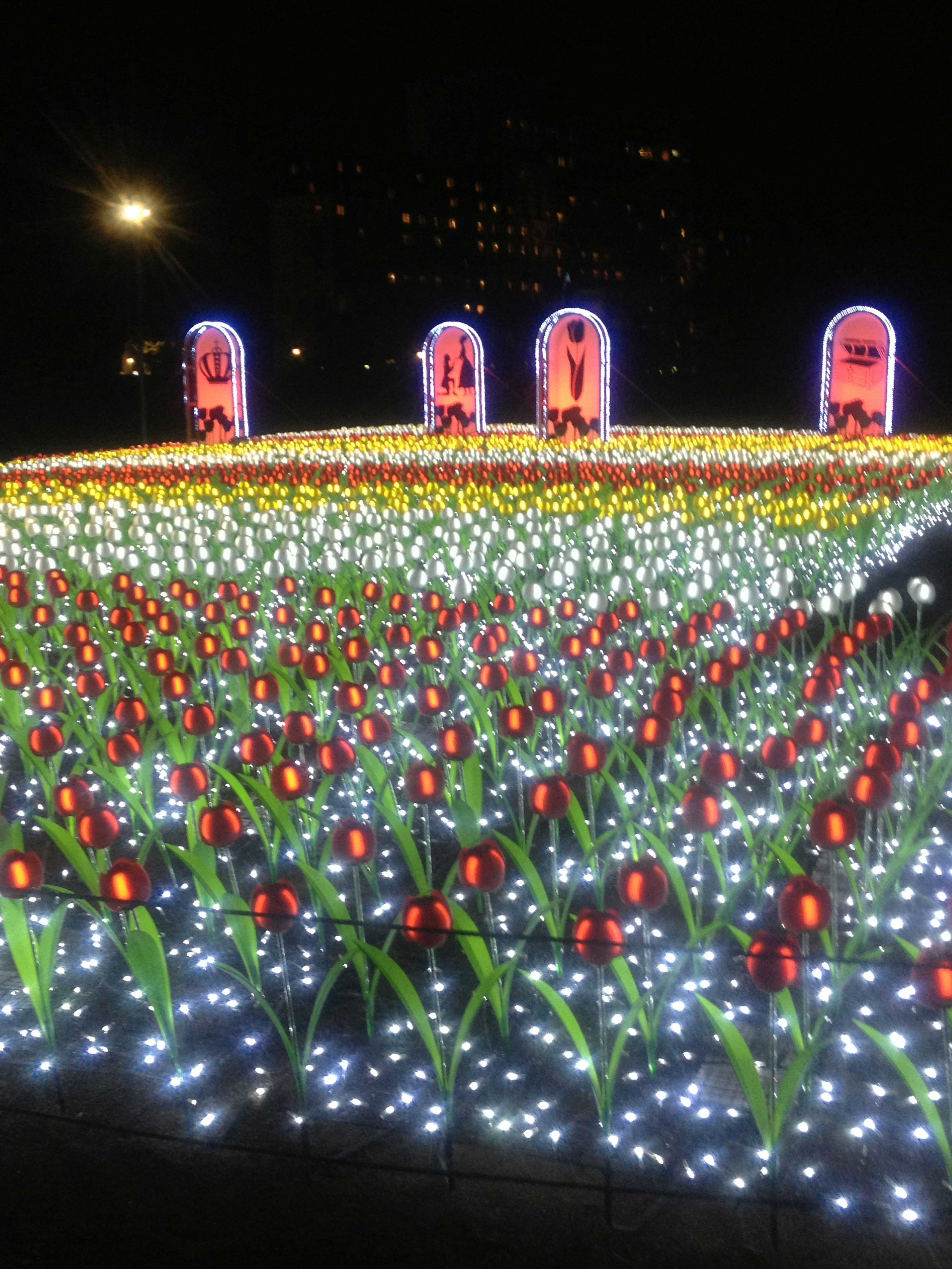 Colorful illuminated tulips at night with bright arches in the background