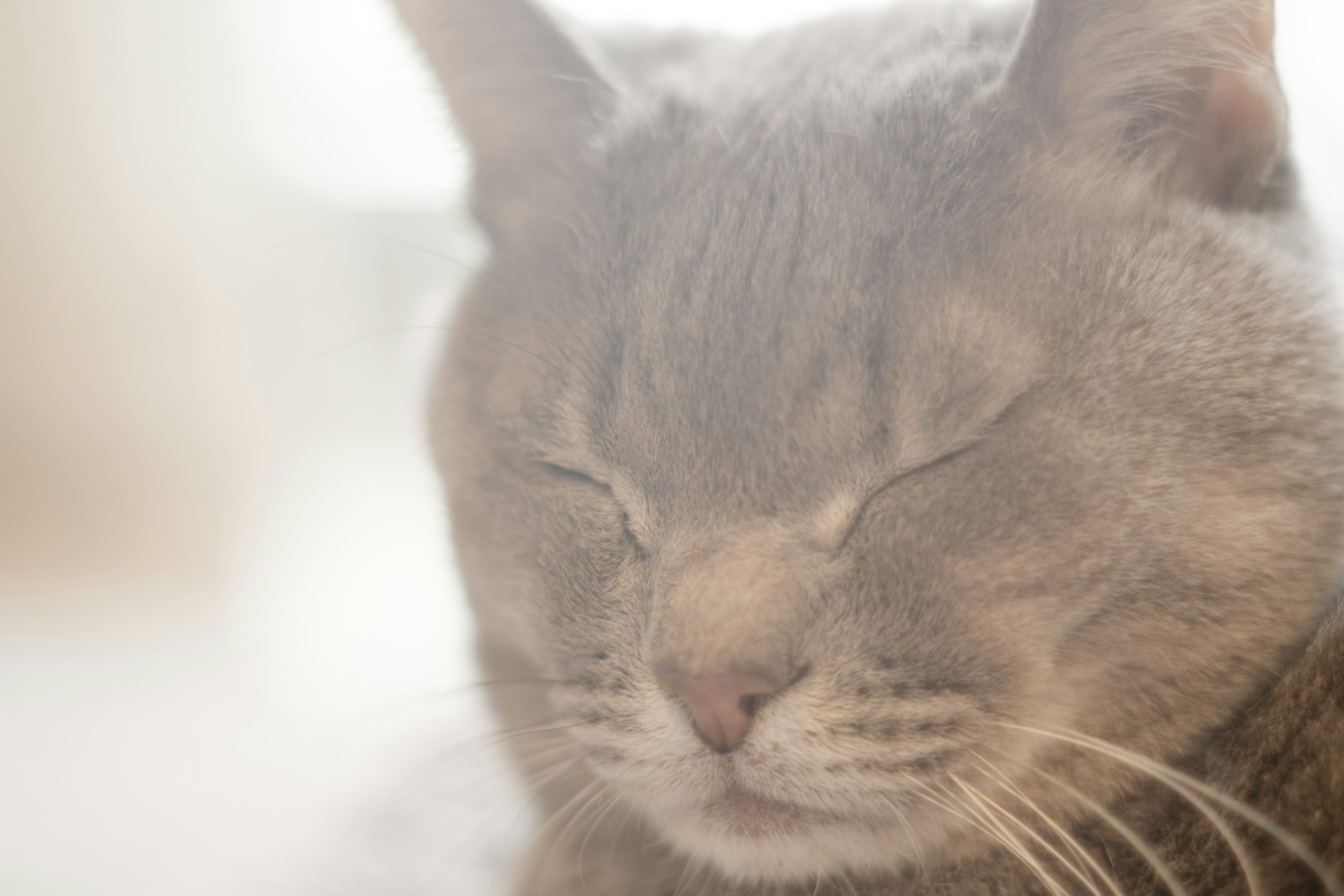 Close-up kucing abu-abu dengan mata tertutup dalam cahaya lembut