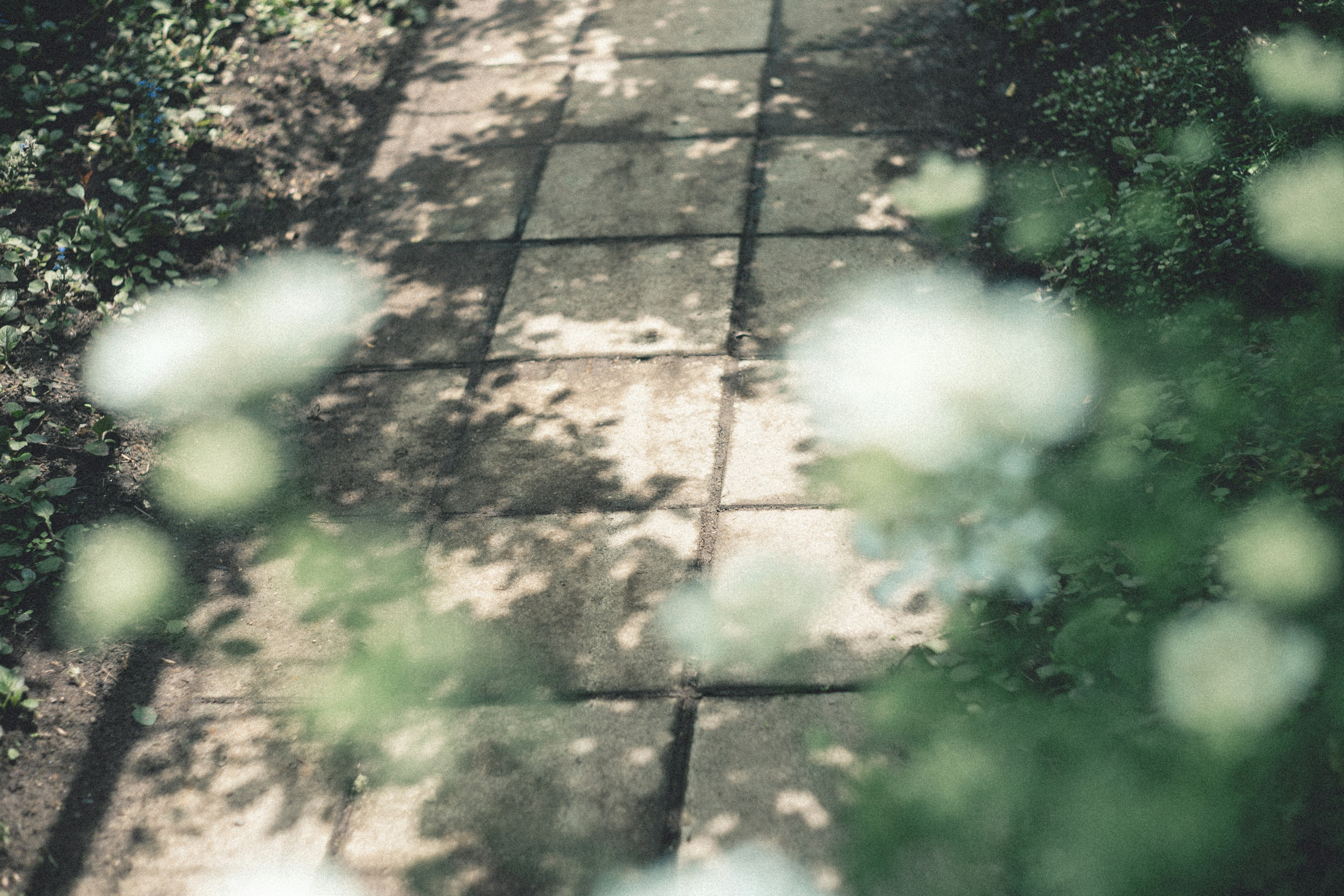 A stone pathway surrounded by greenery with soft shadows