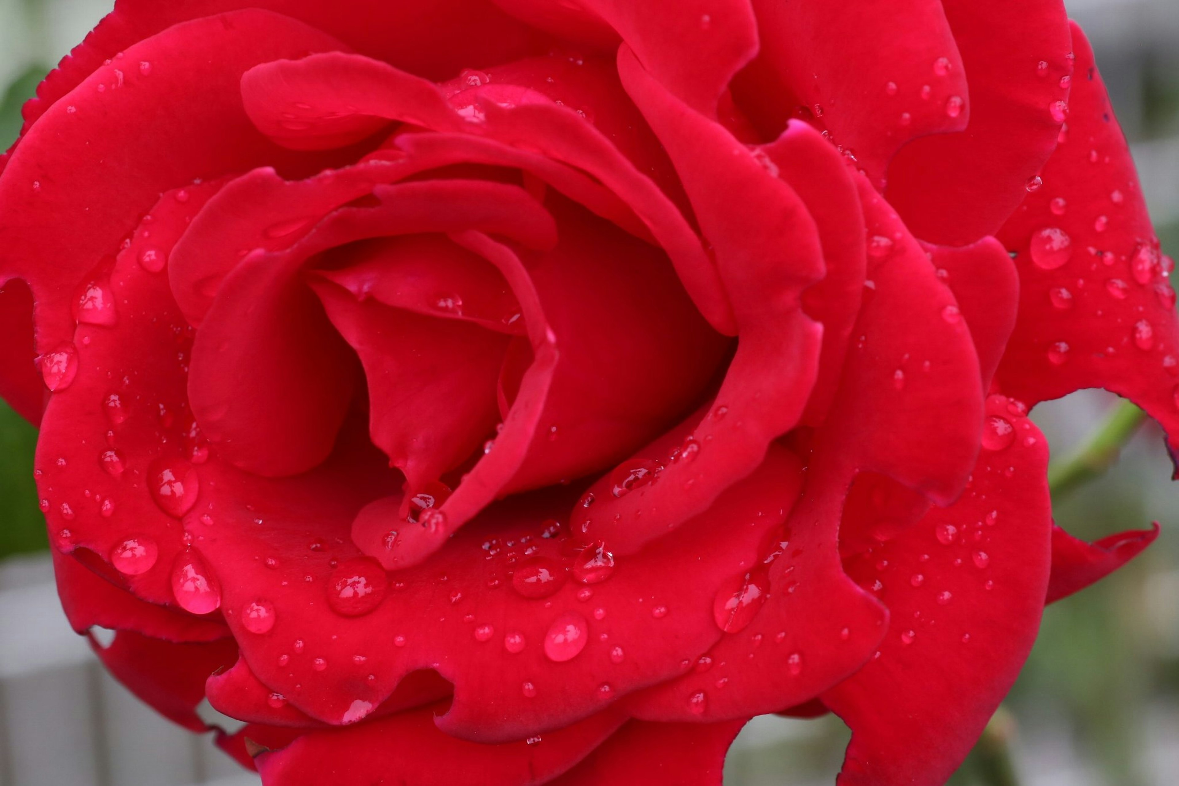 Vibrant red rose petals with droplets