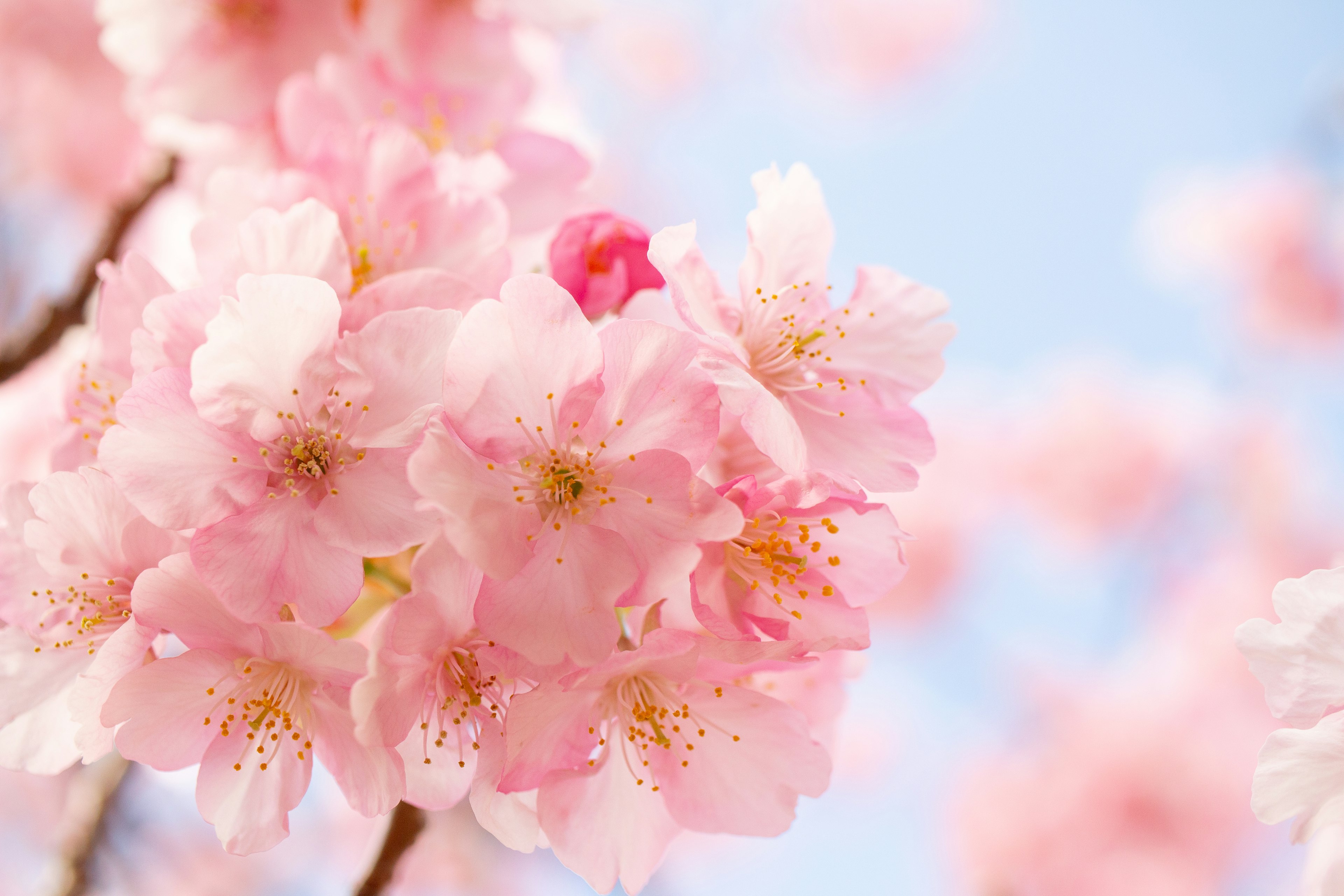 Bunga sakura mekar di bawah langit biru yang cerah