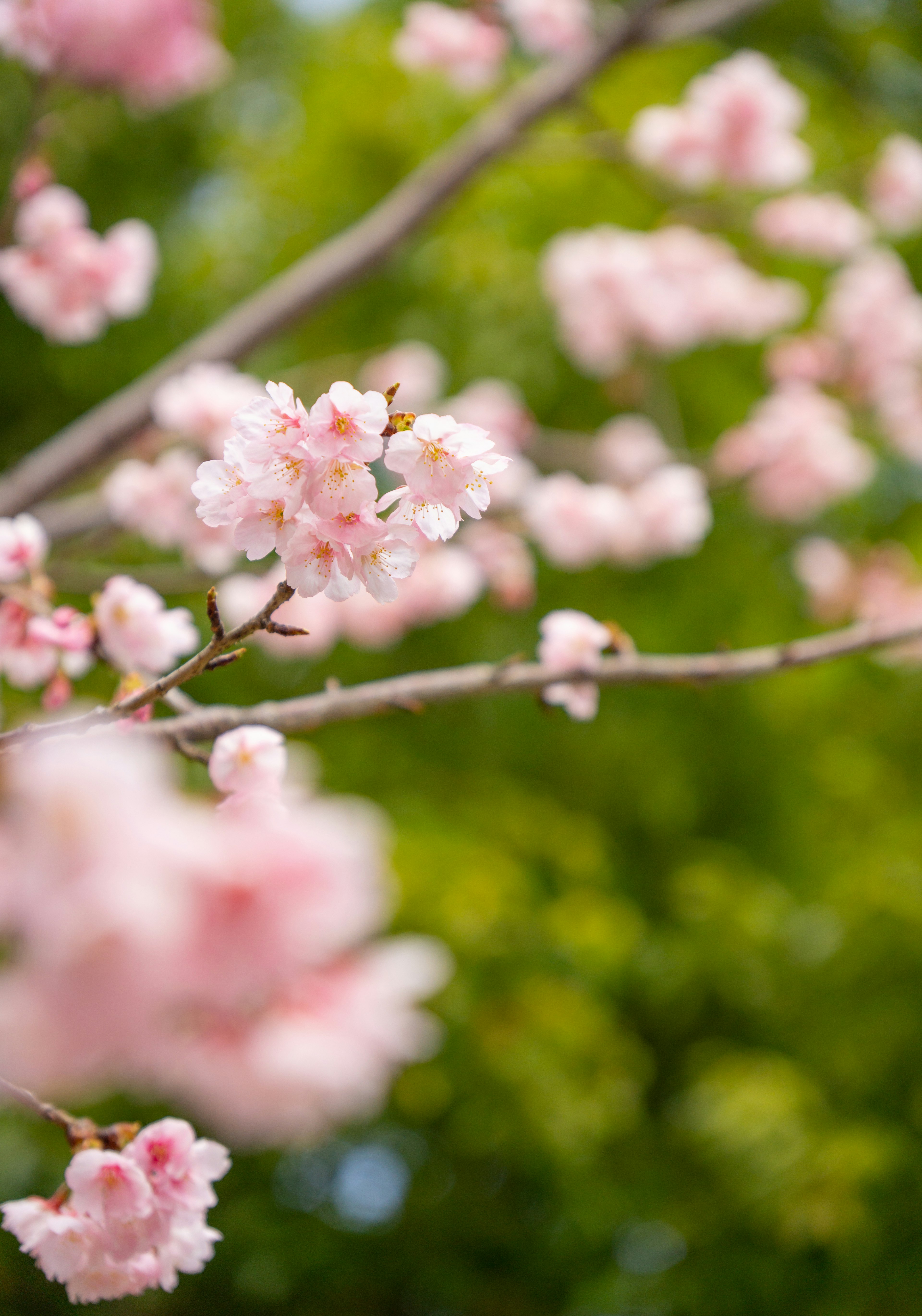 Close-up cabang bunga sakura dengan bunga merah muda di latar belakang hijau