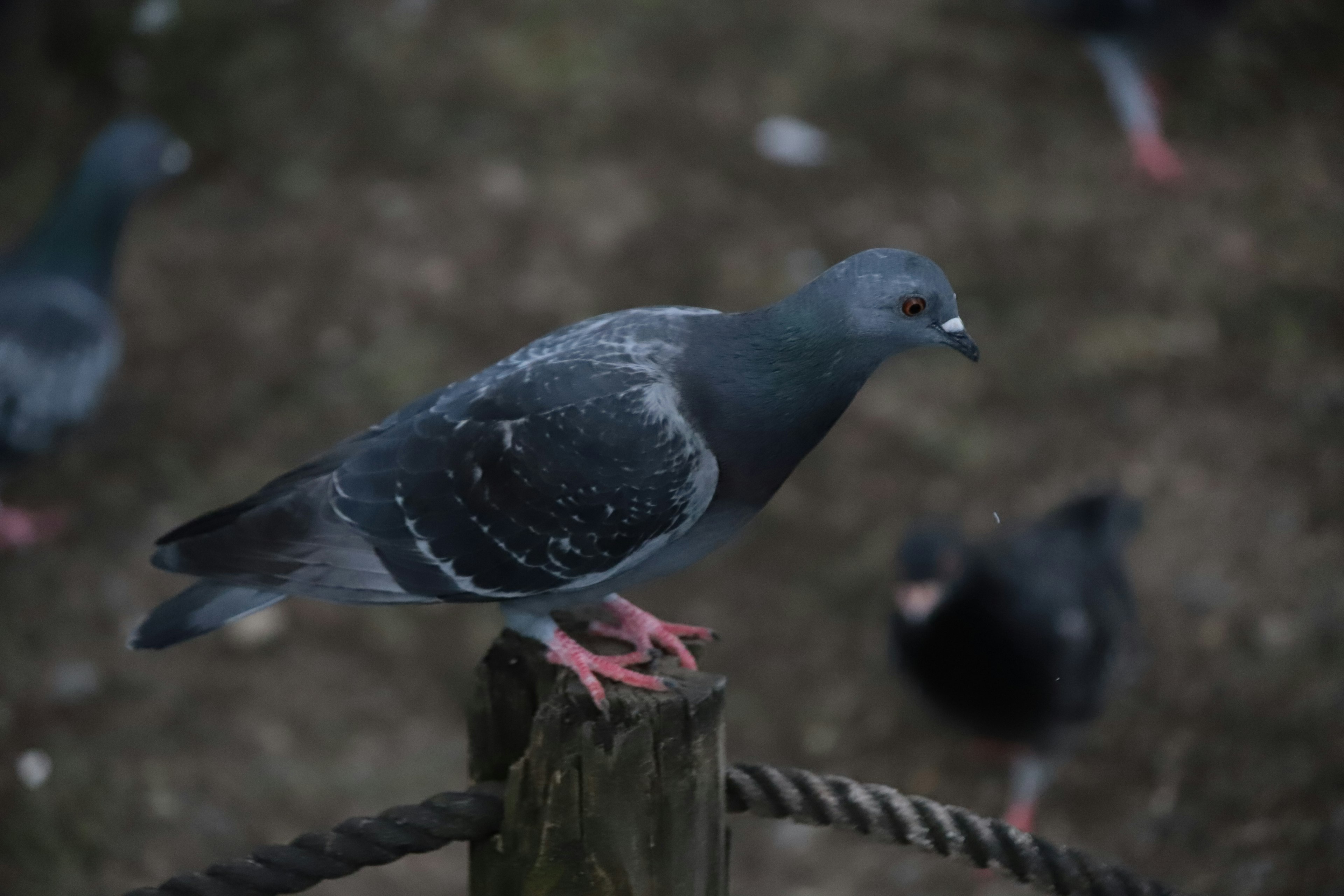 灰色の鳩が杭の上に立っている背景には他の鳩が見える