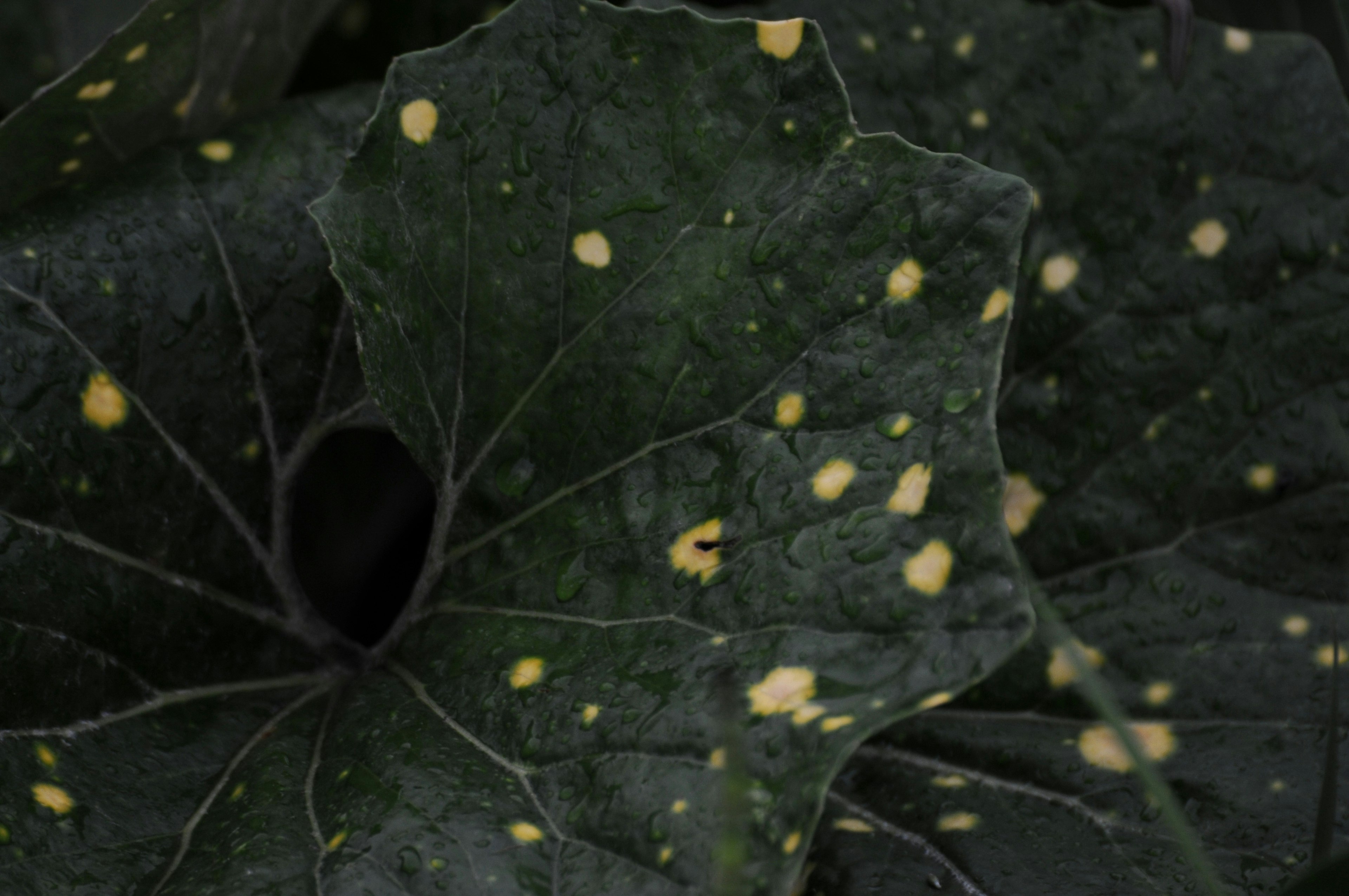 Primo piano di una foglia verde scuro con macchie gialle