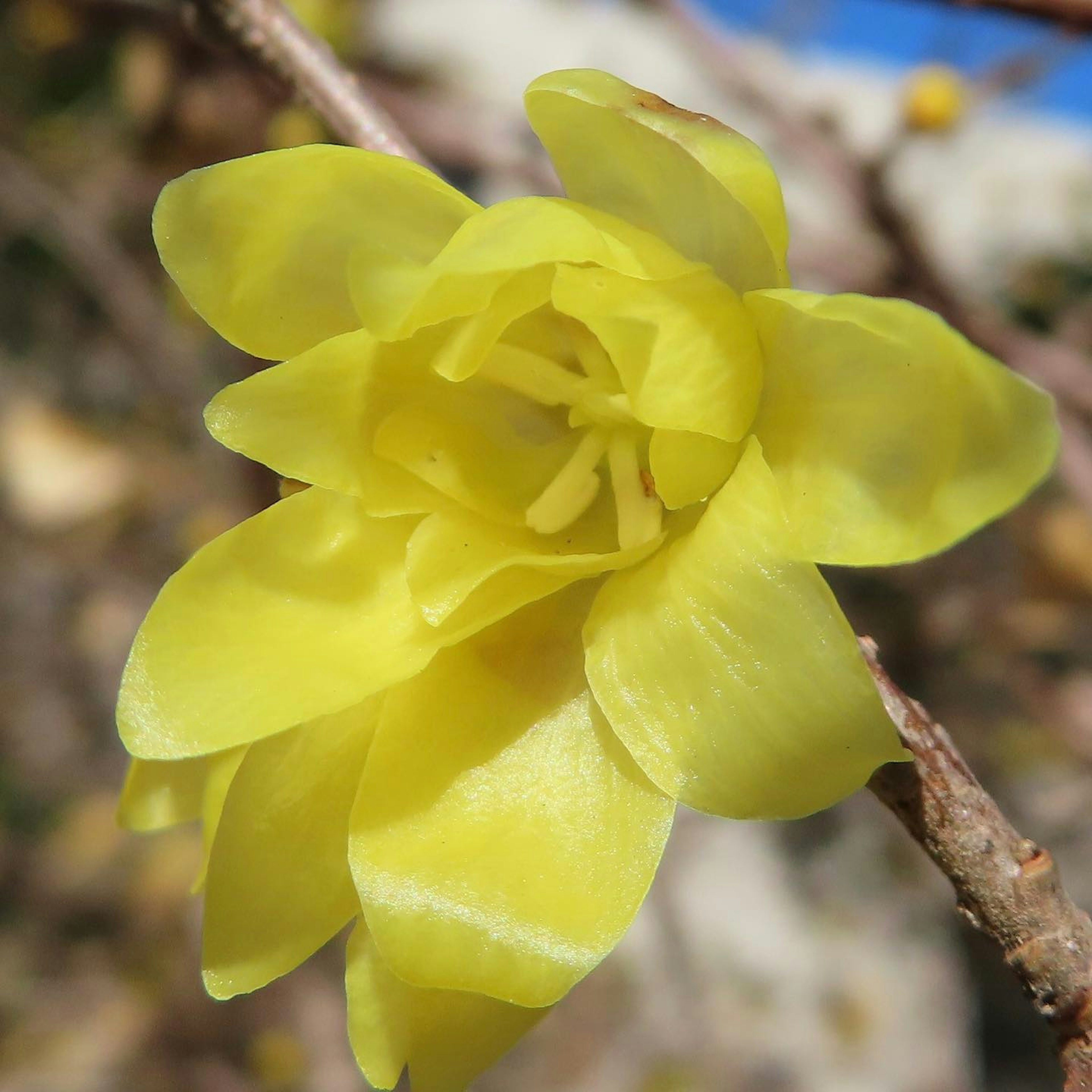 Yellow flower blooming on a branch