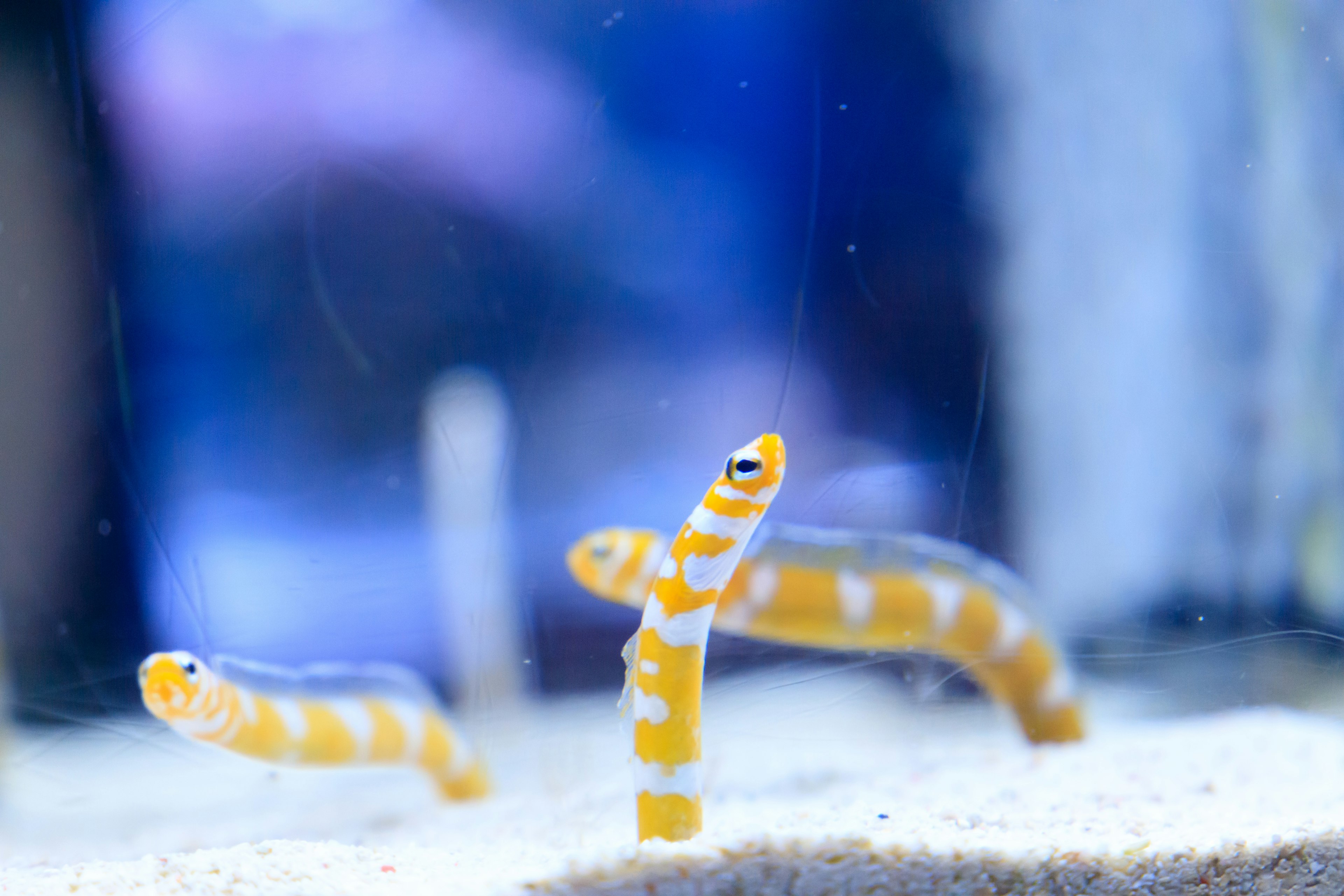 水槽の中で泳ぐオレンジと白のストライプの魚たち