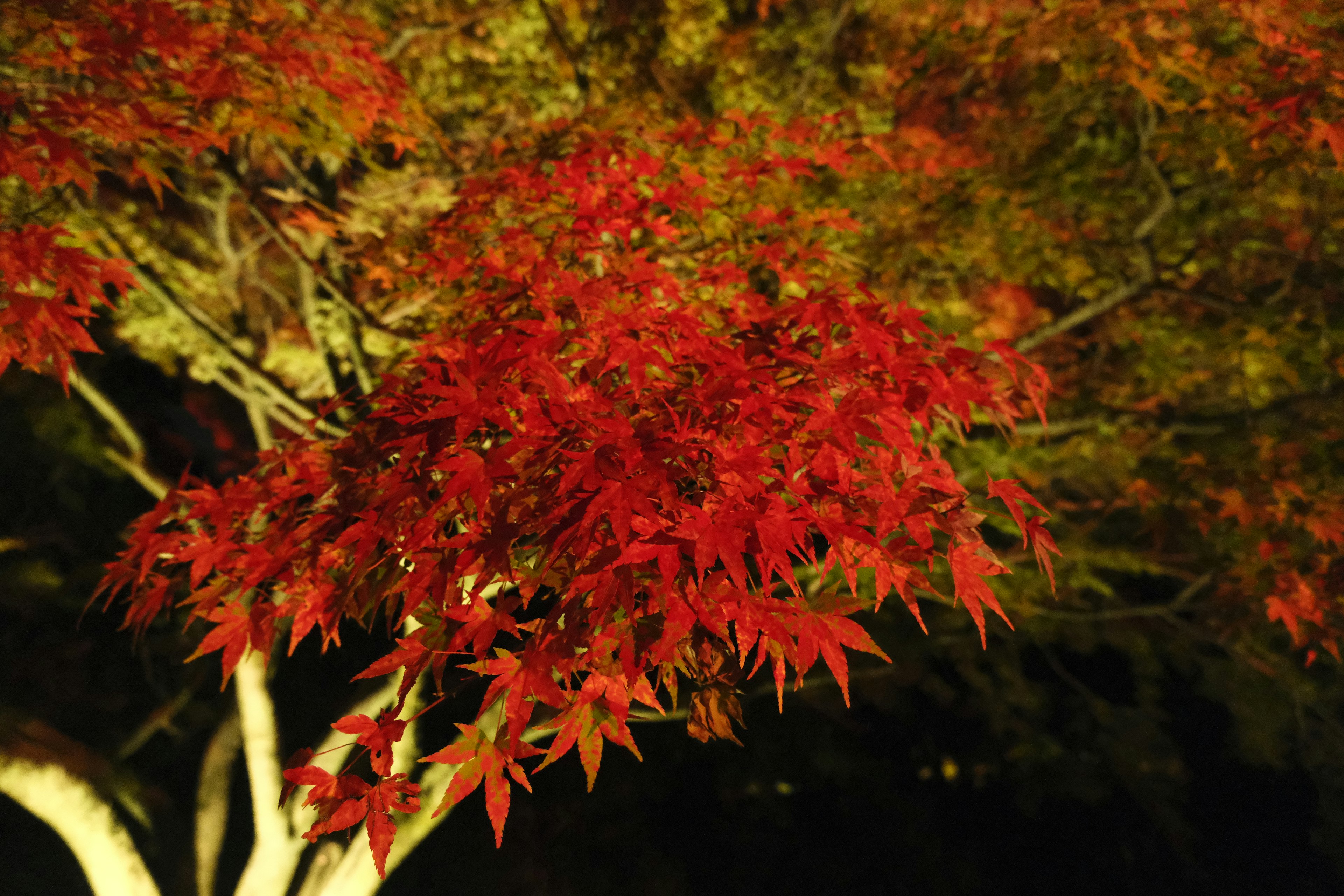 美しい紅葉の葉が夜に照らされている様子