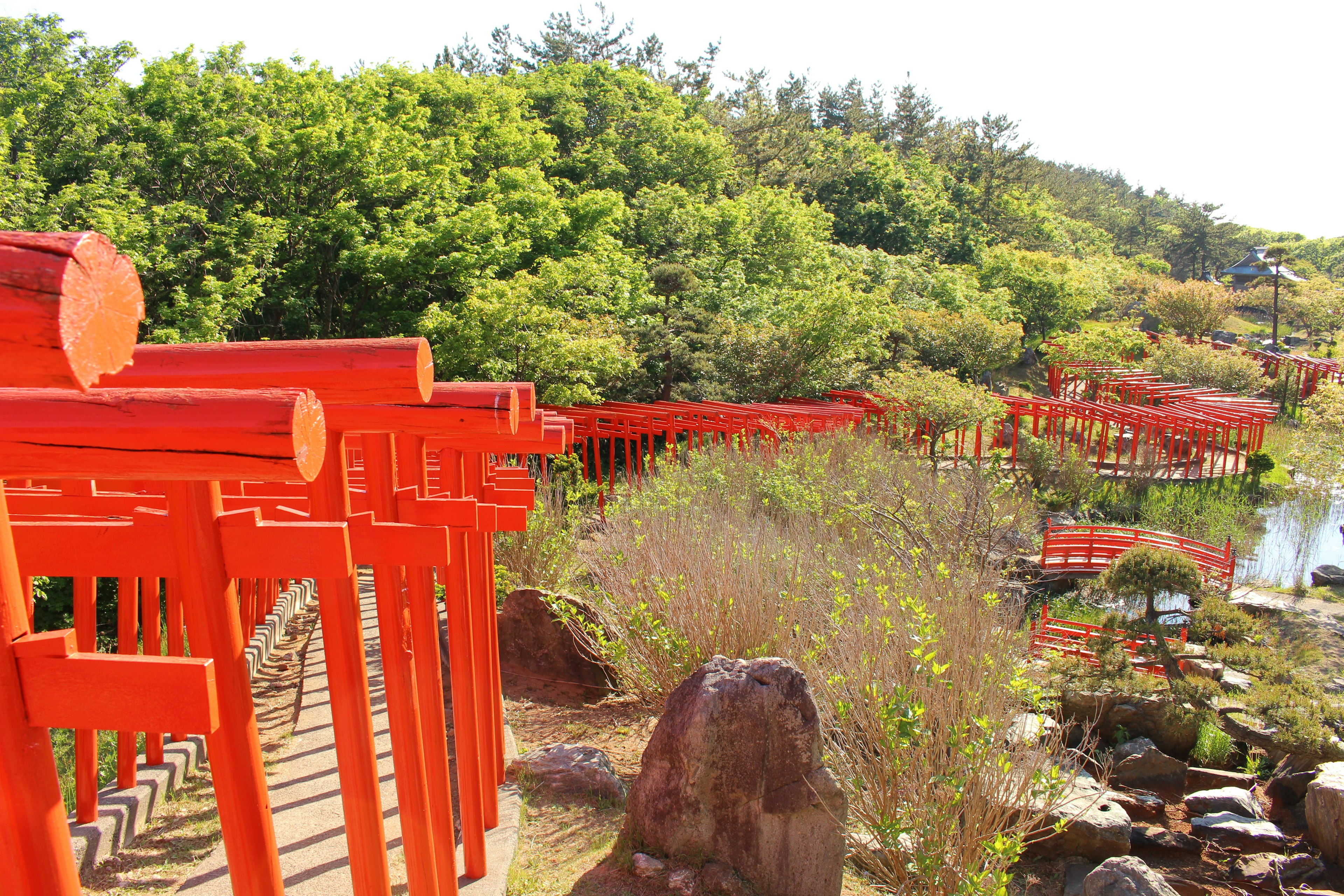 Vista panoramica di porte torii rosse allineate lungo un sentiero circondato da verde lussureggiante e acqua