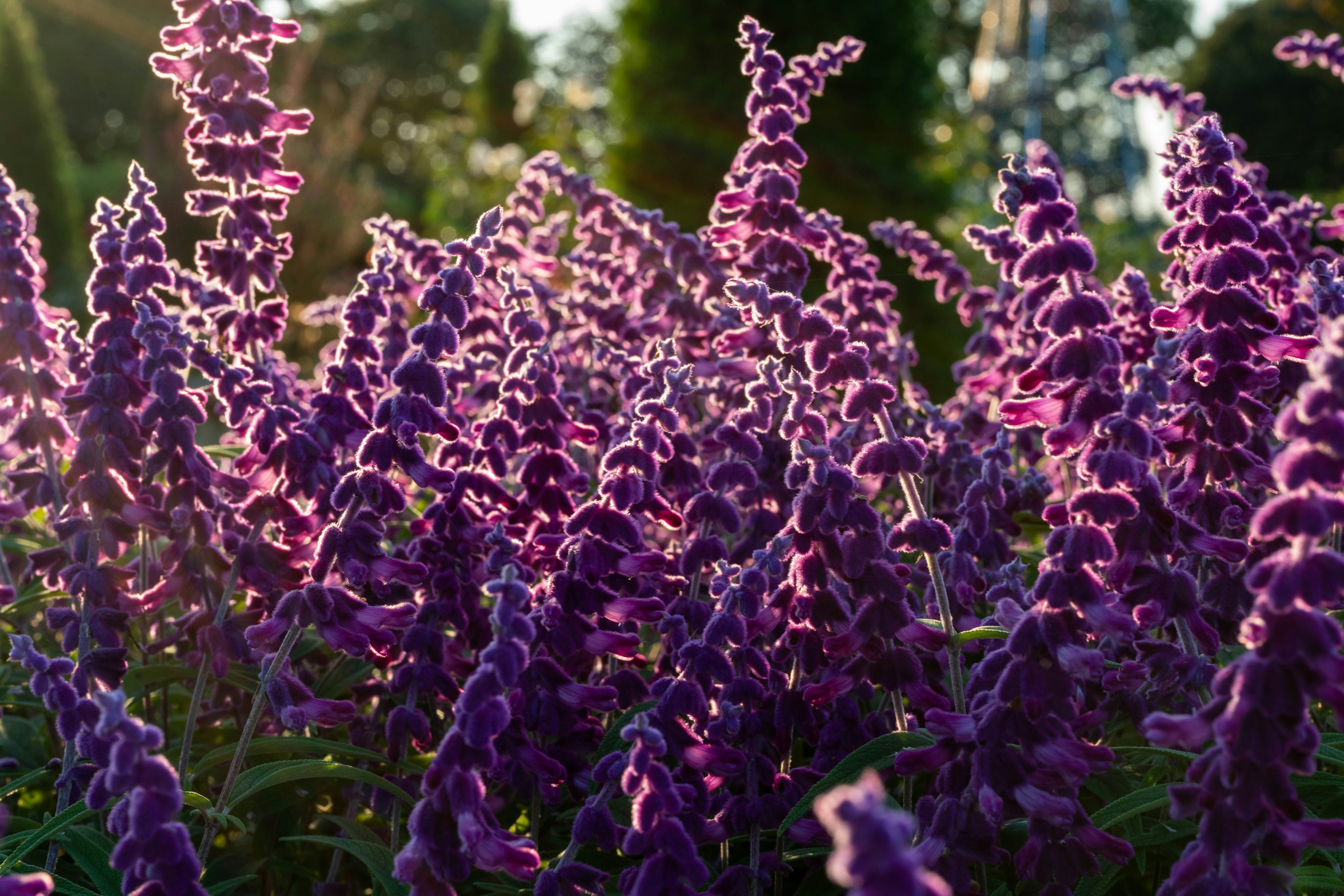 Foto von blühenden lila Blumen in einem Garten