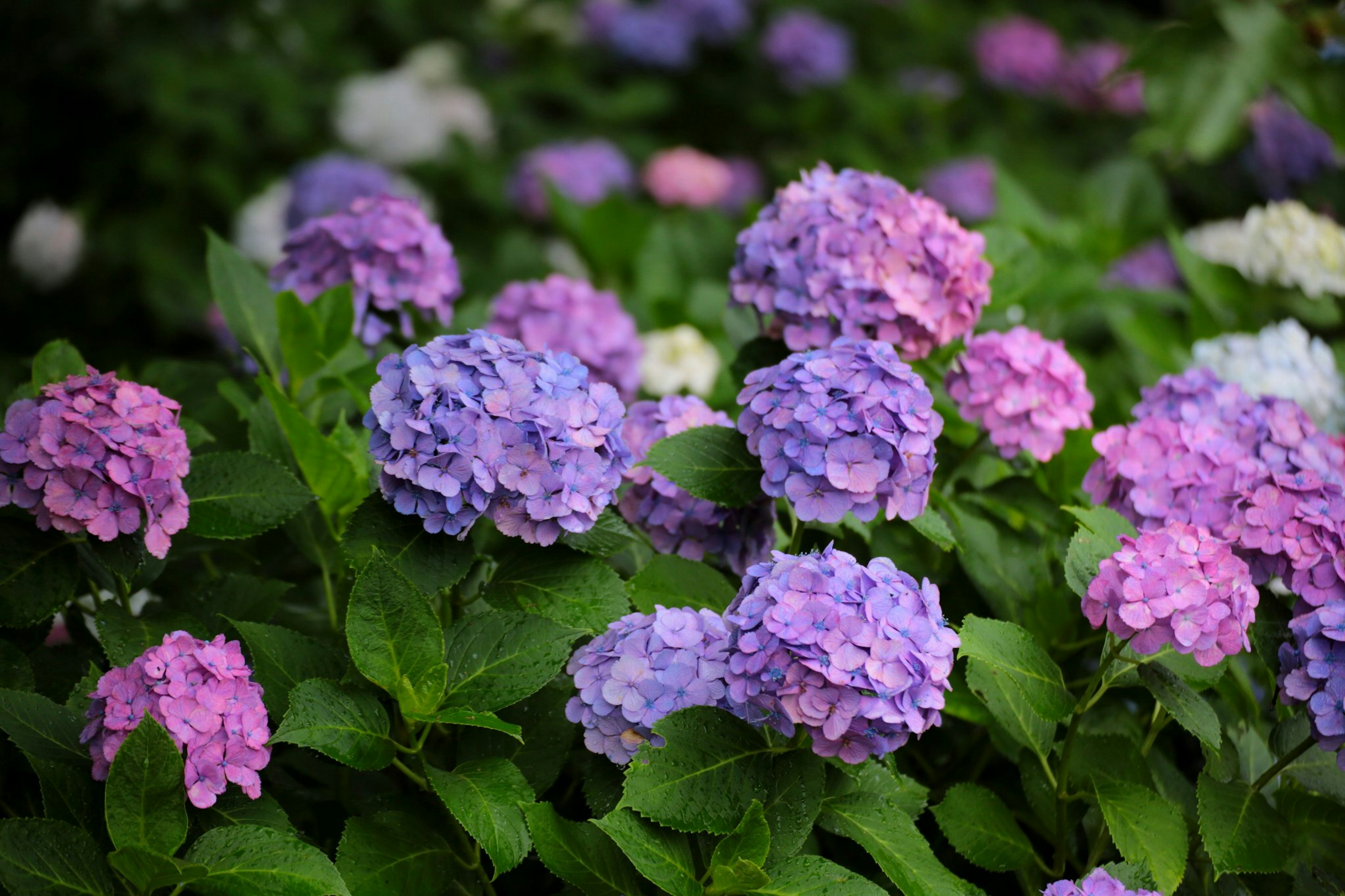 Eine Gartenszene mit bunten Hortensienblüten in Lila- und Blautönen