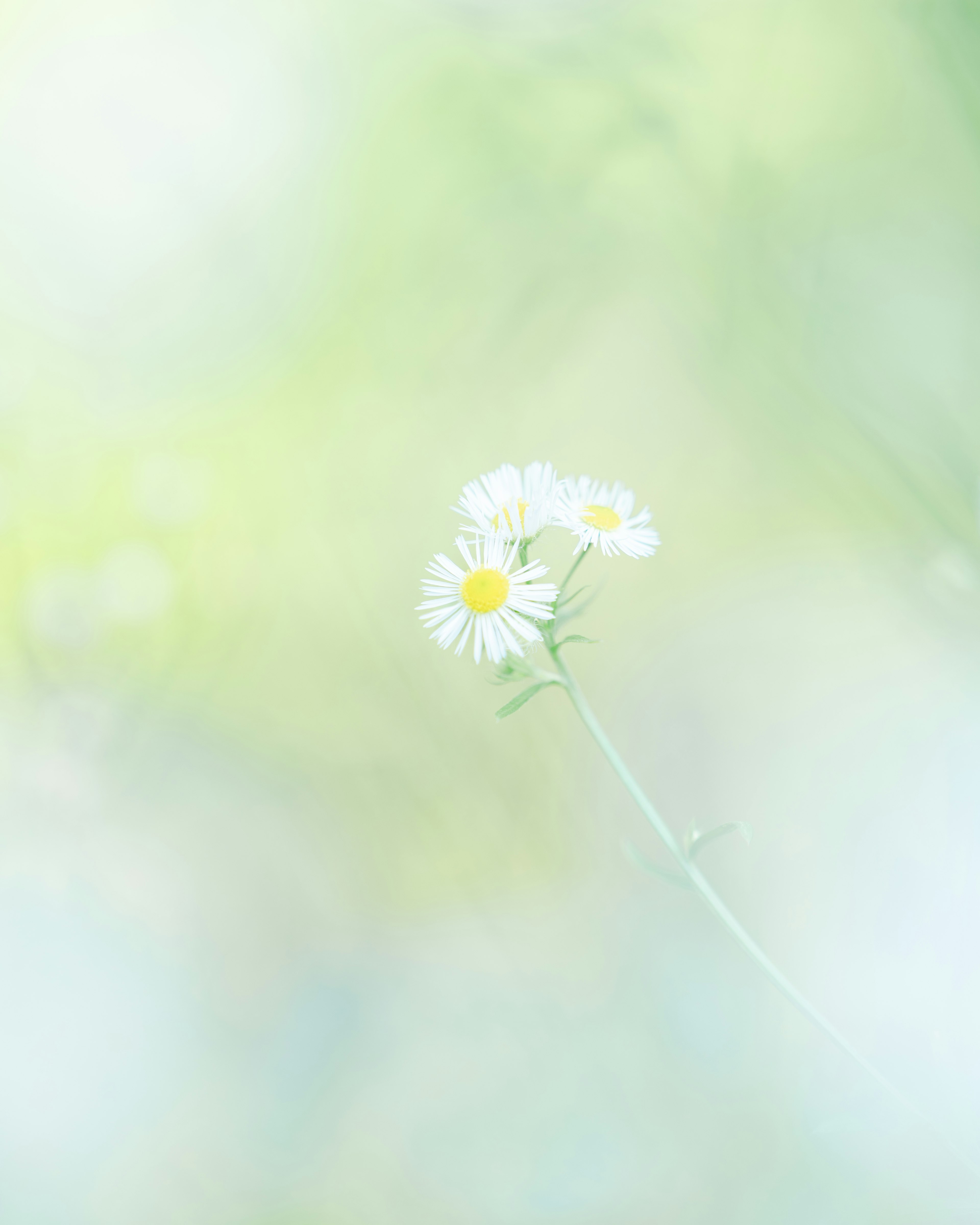 Eine zarte weiße Blume mit gelbem Zentrum vor einem sanften pastellfarbenen Hintergrund