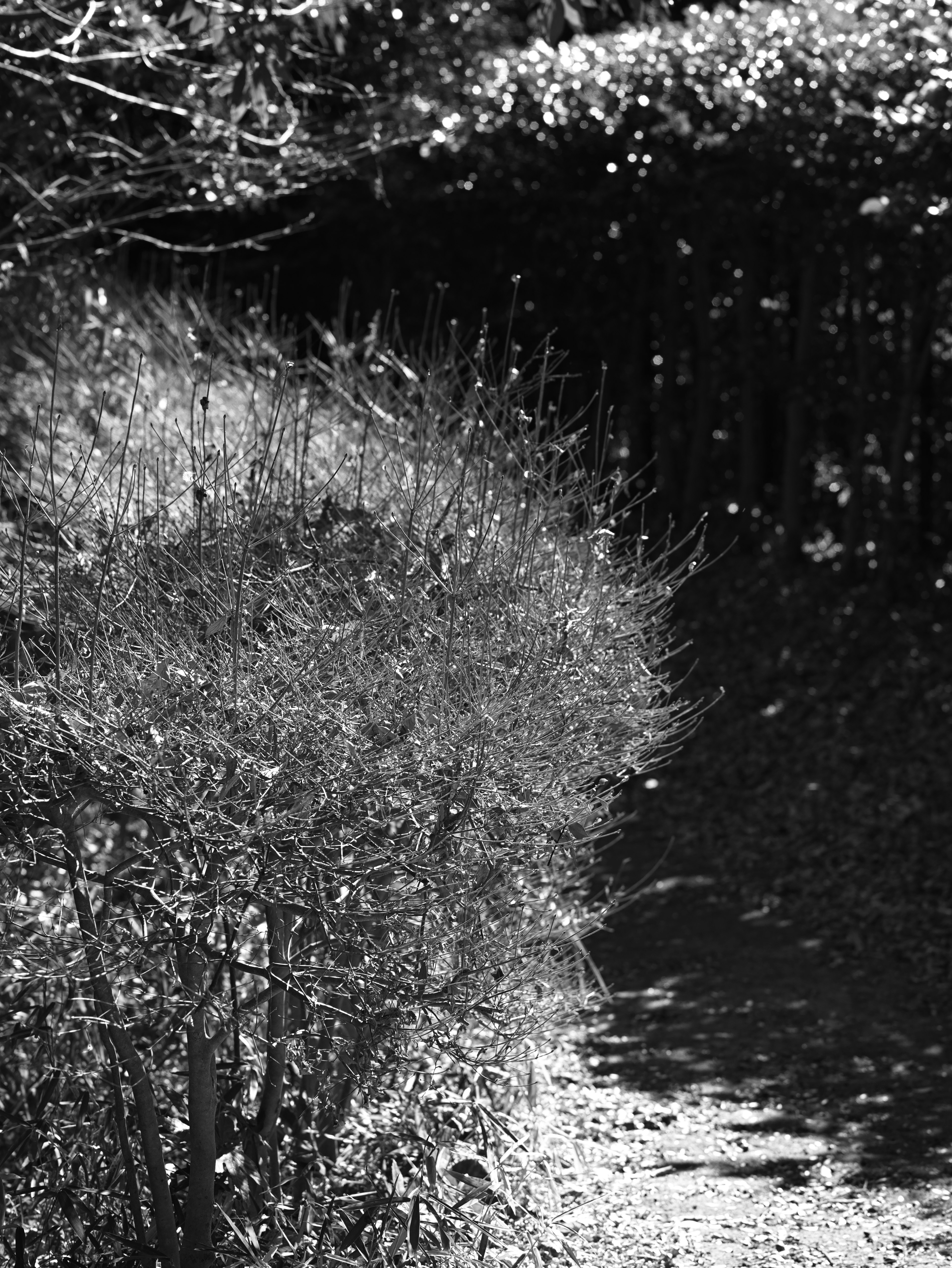 Schwarzweiß-Landschaftsfoto mit Sträuchern entlang eines Weges