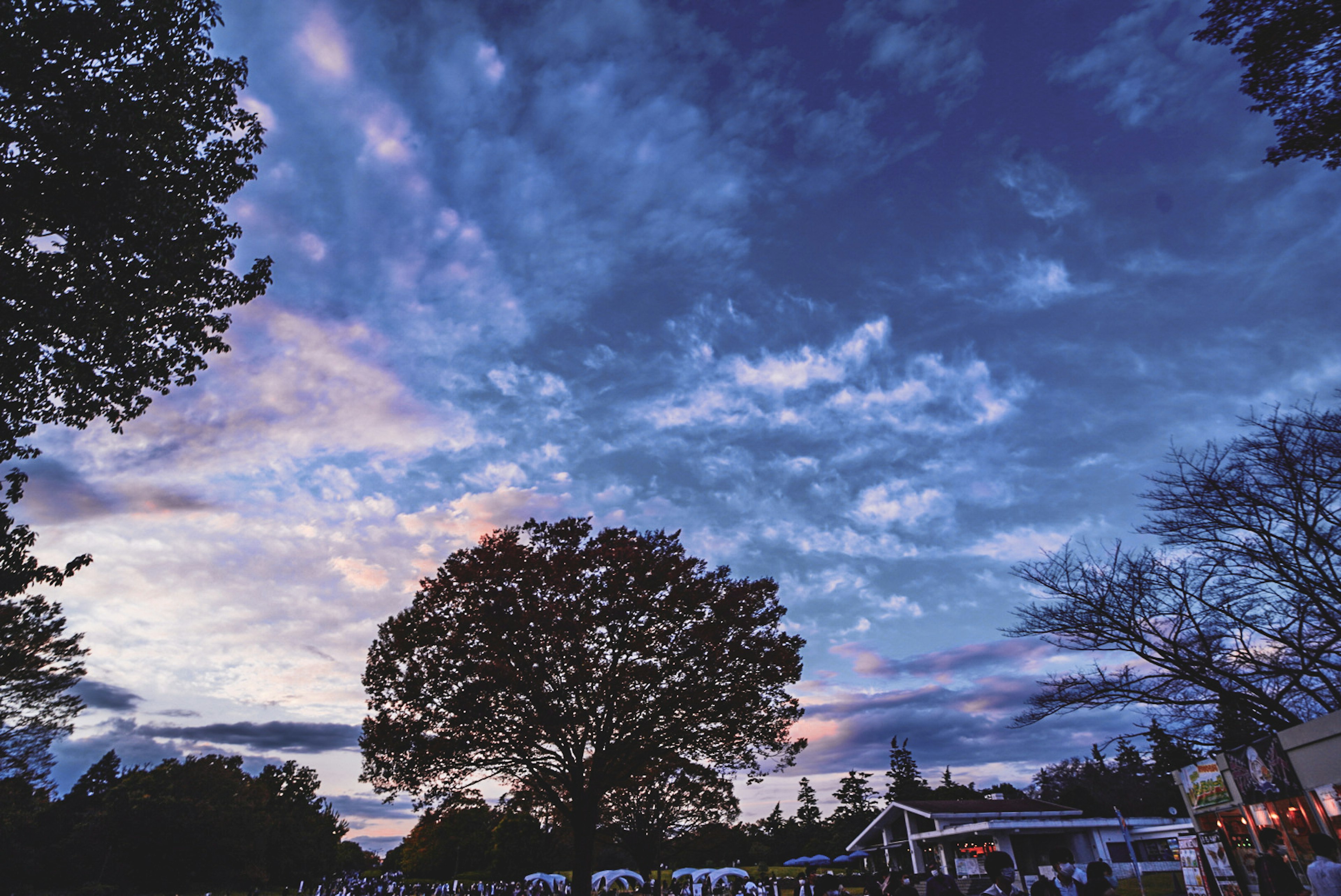 Cielo al tramonto con nuvole e un grande albero