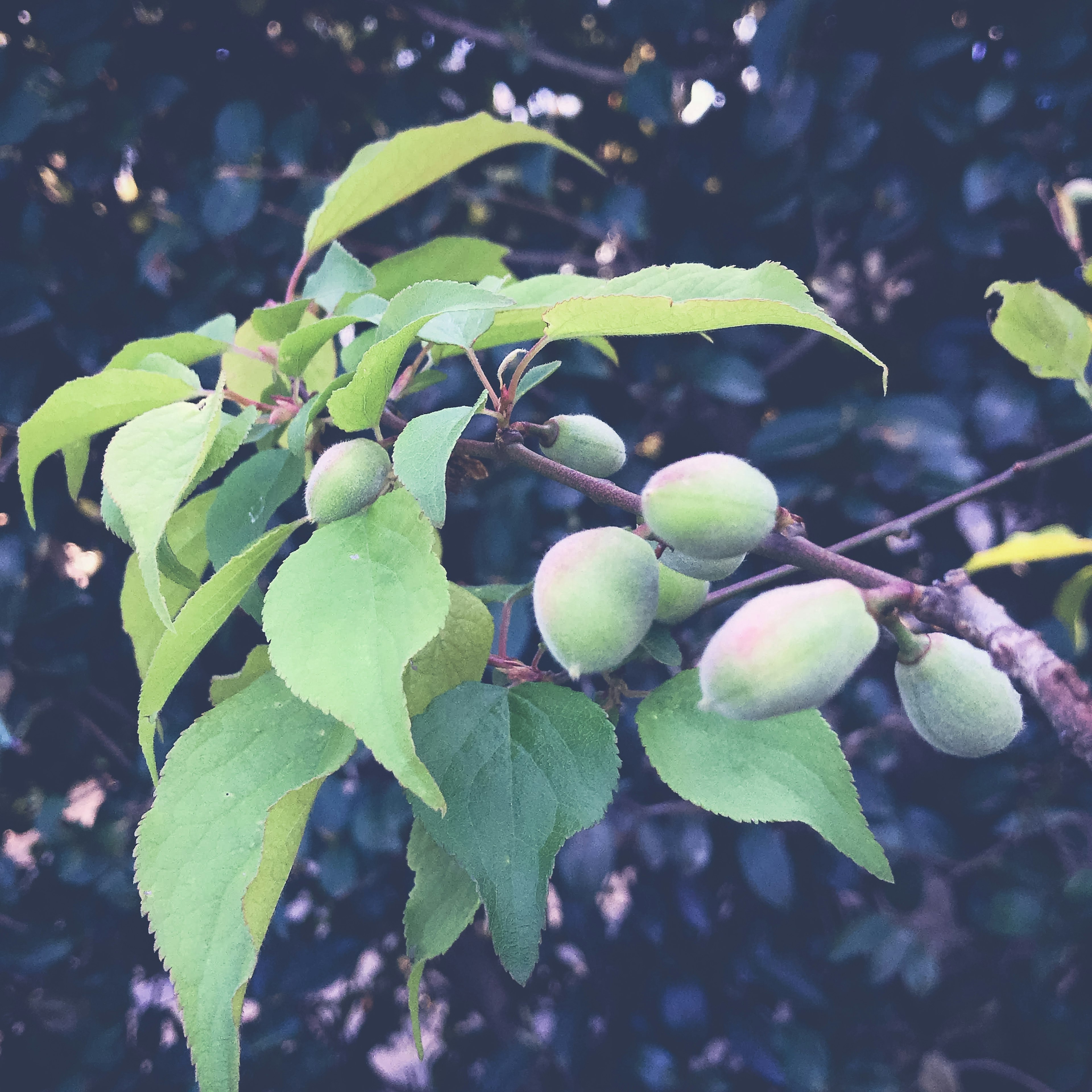 Close-up of a branch with green fruit and lush green leaves