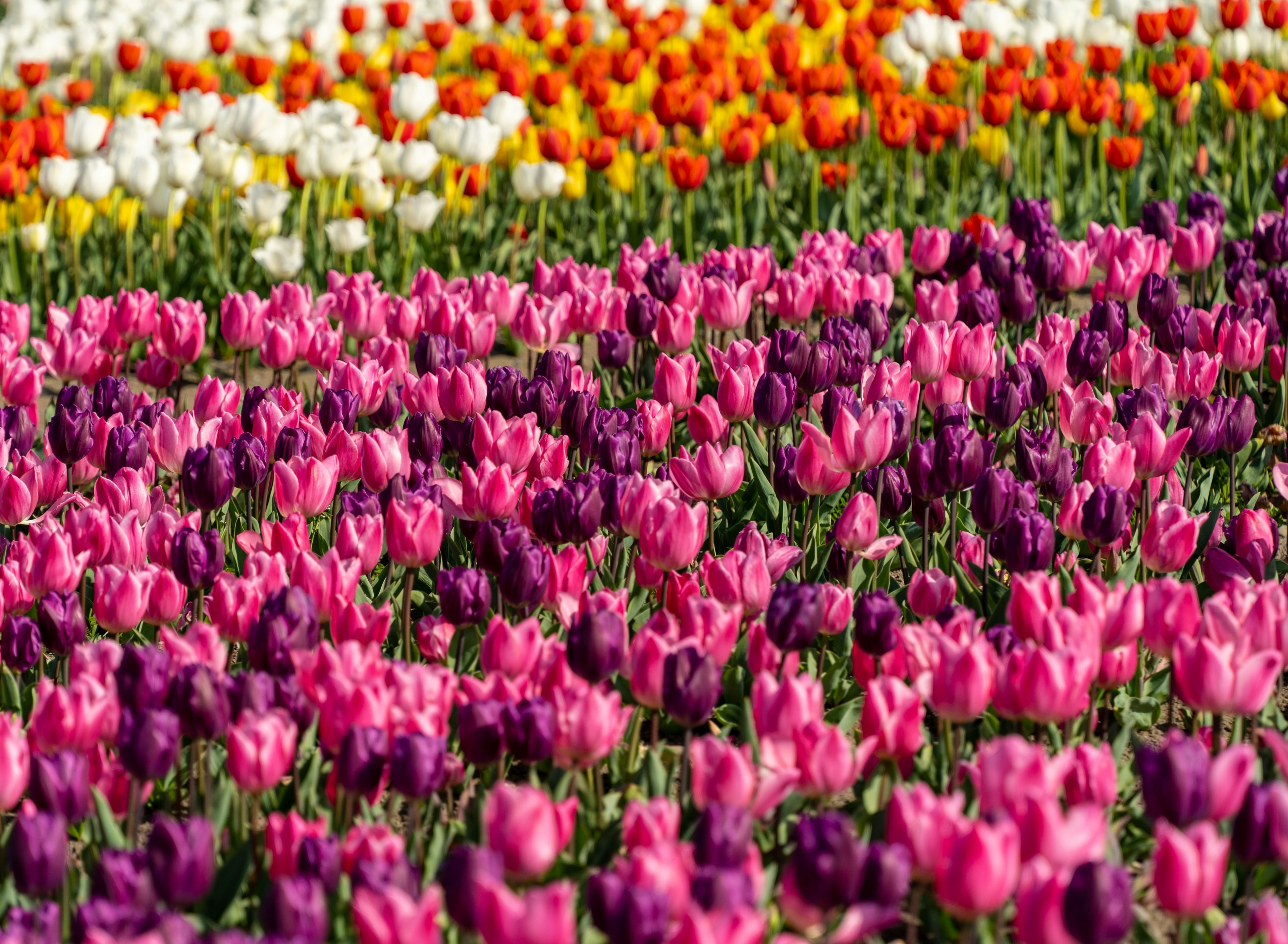 色とりどりのチューリップが咲く花畑の風景