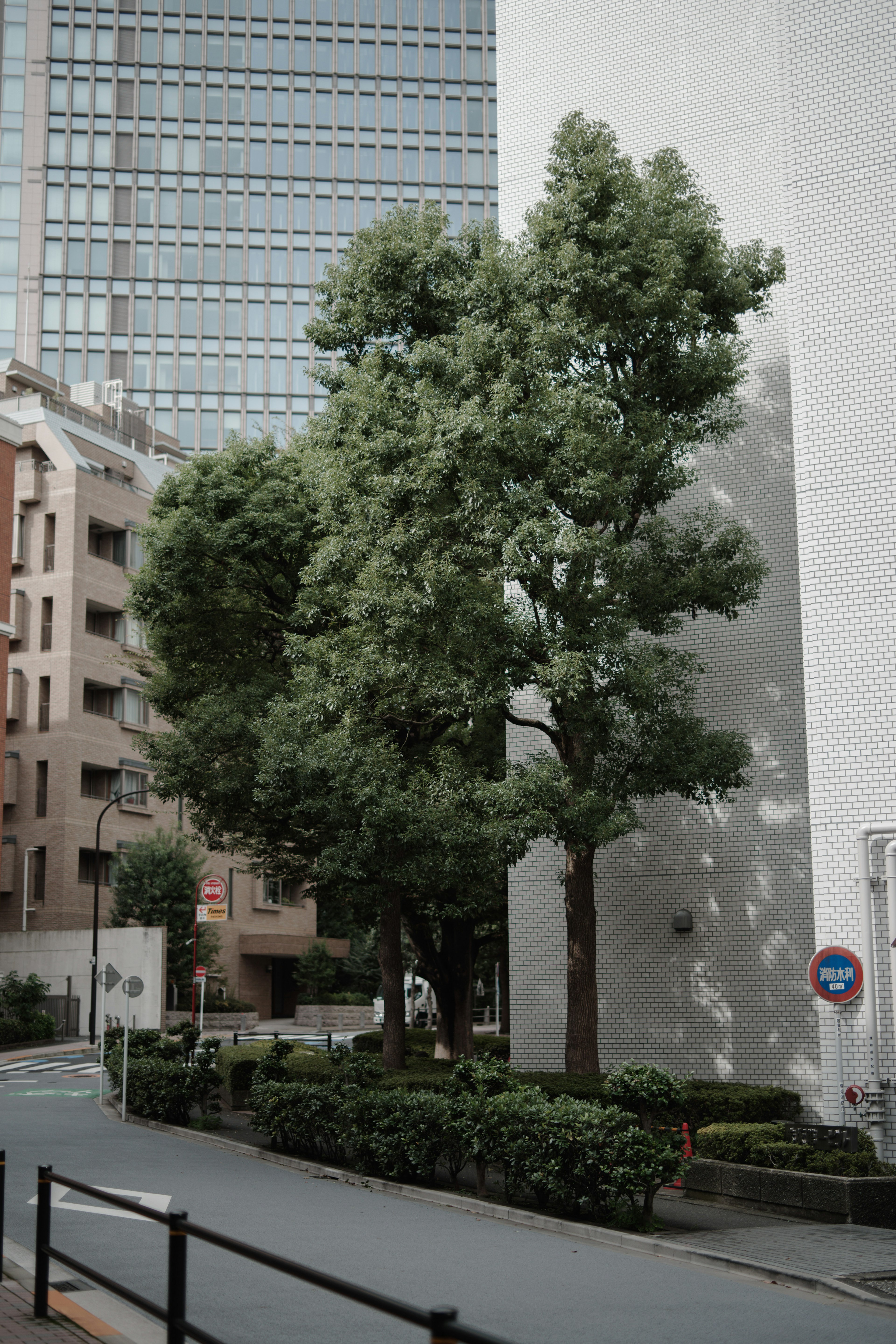 Alberi verdi rigogliosi accanto a un muro bianco con un edificio moderno sullo sfondo