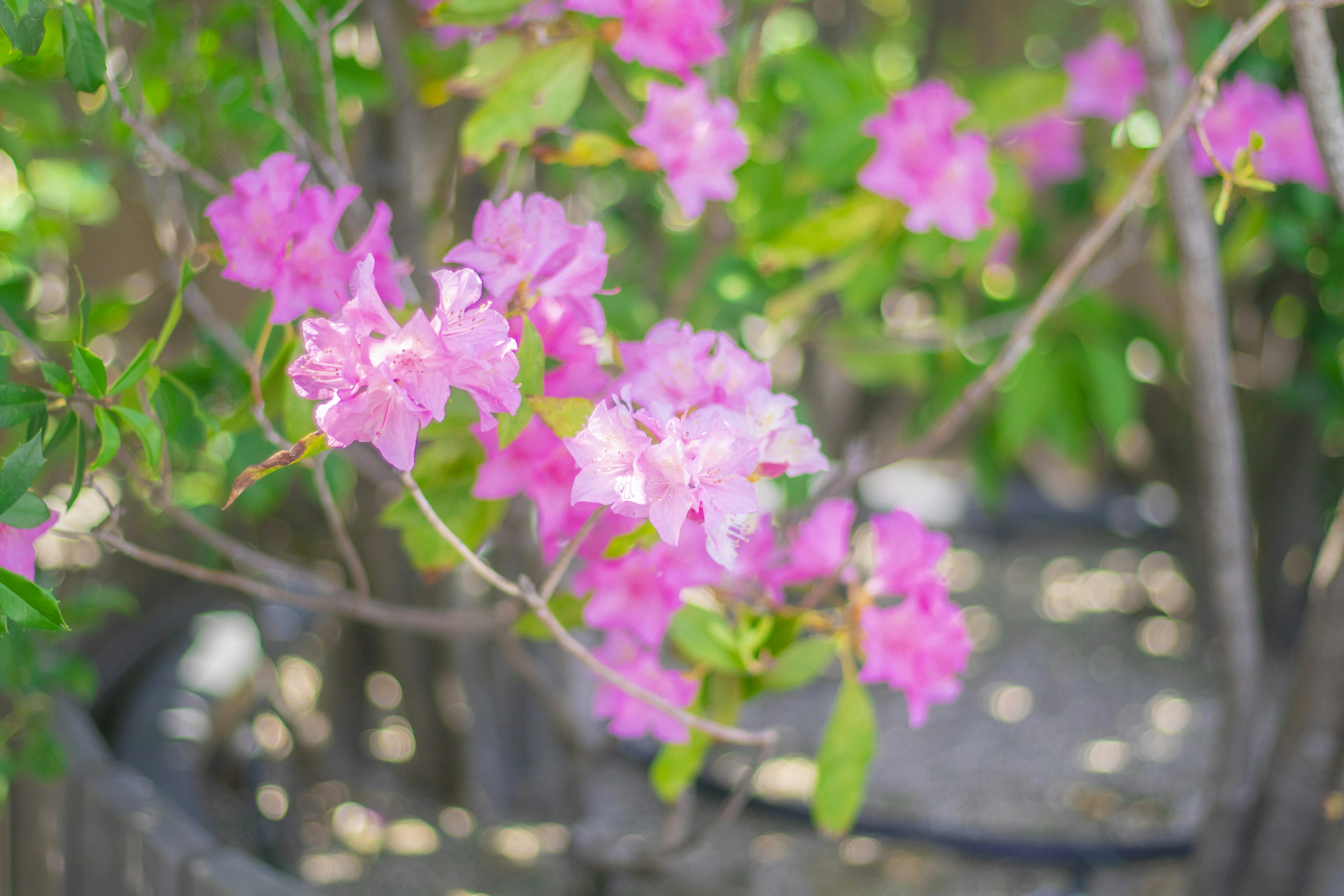 鮮やかなピンクのブーゲンビリアの花が咲いている枝