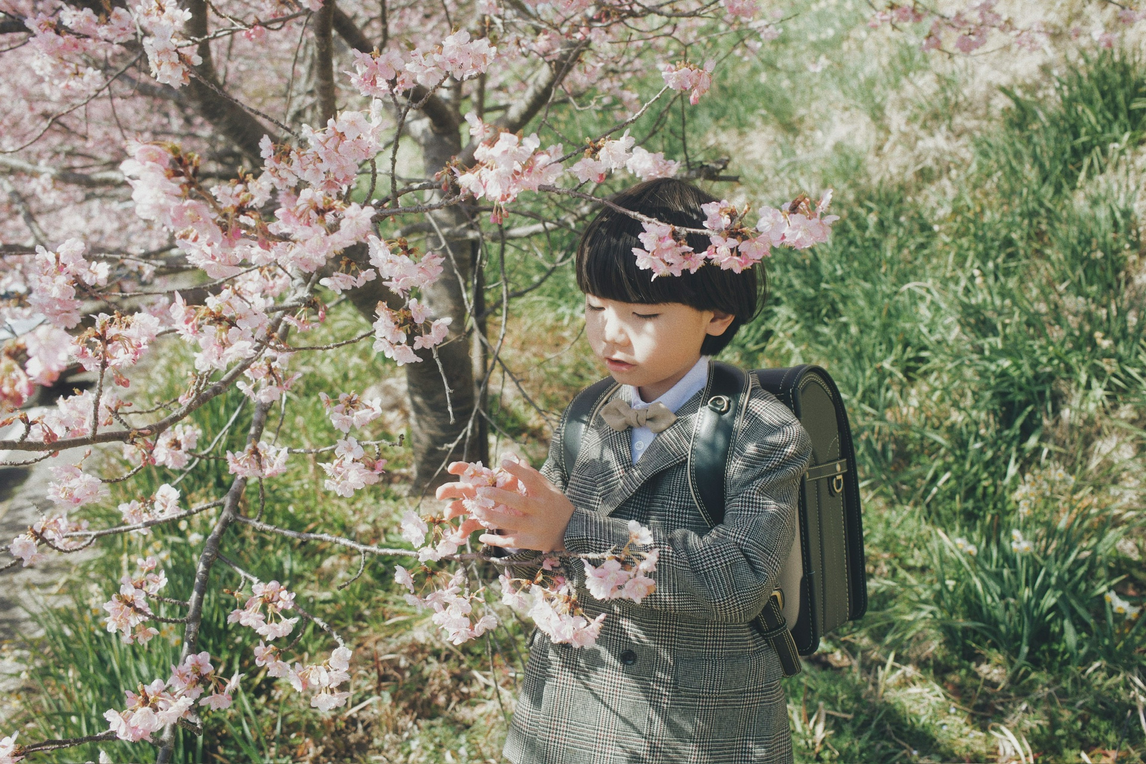 Child admiring cherry blossoms under a tree