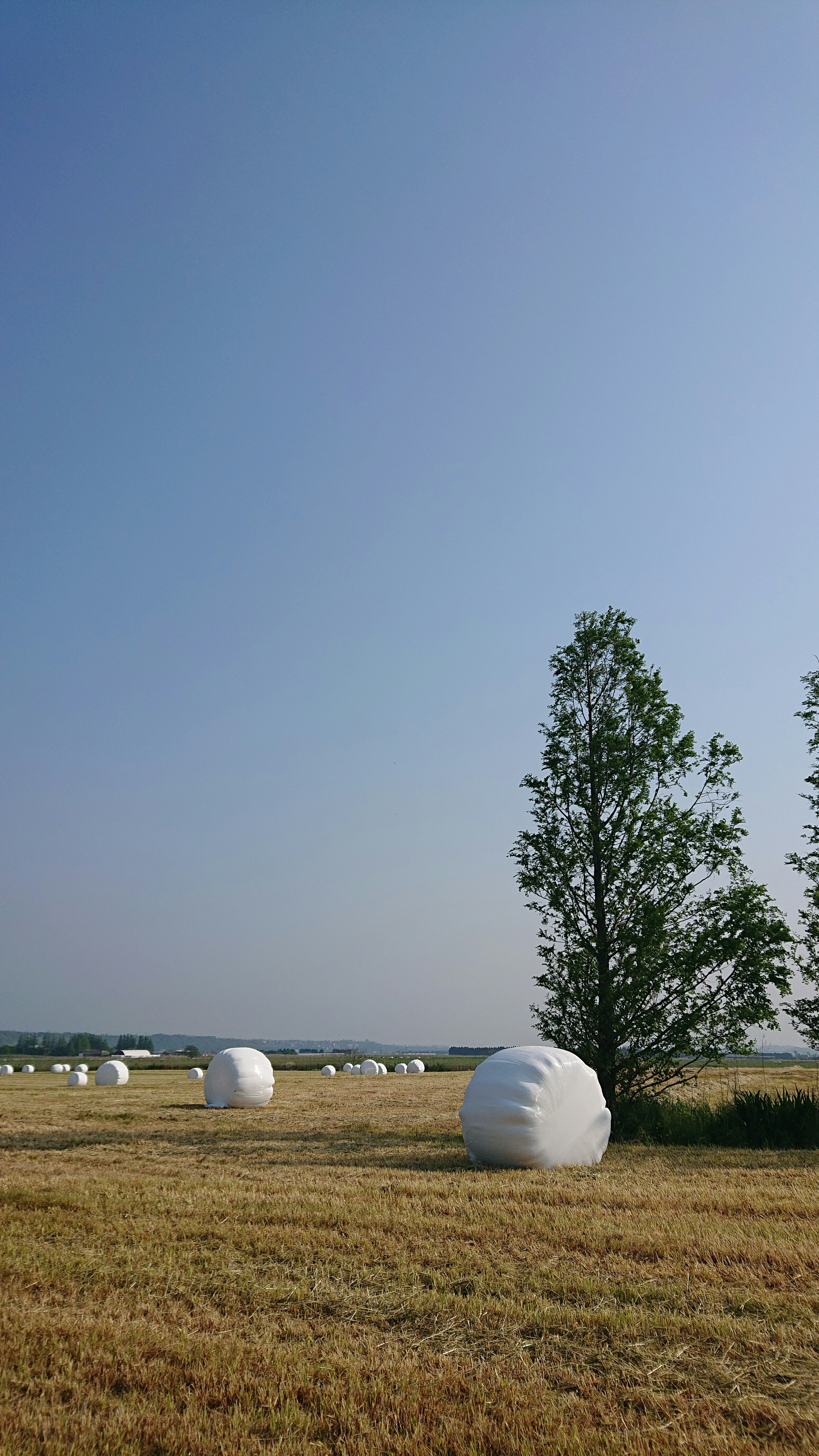 Landschaft mit weißen Heuballen unter einem blauen Himmel