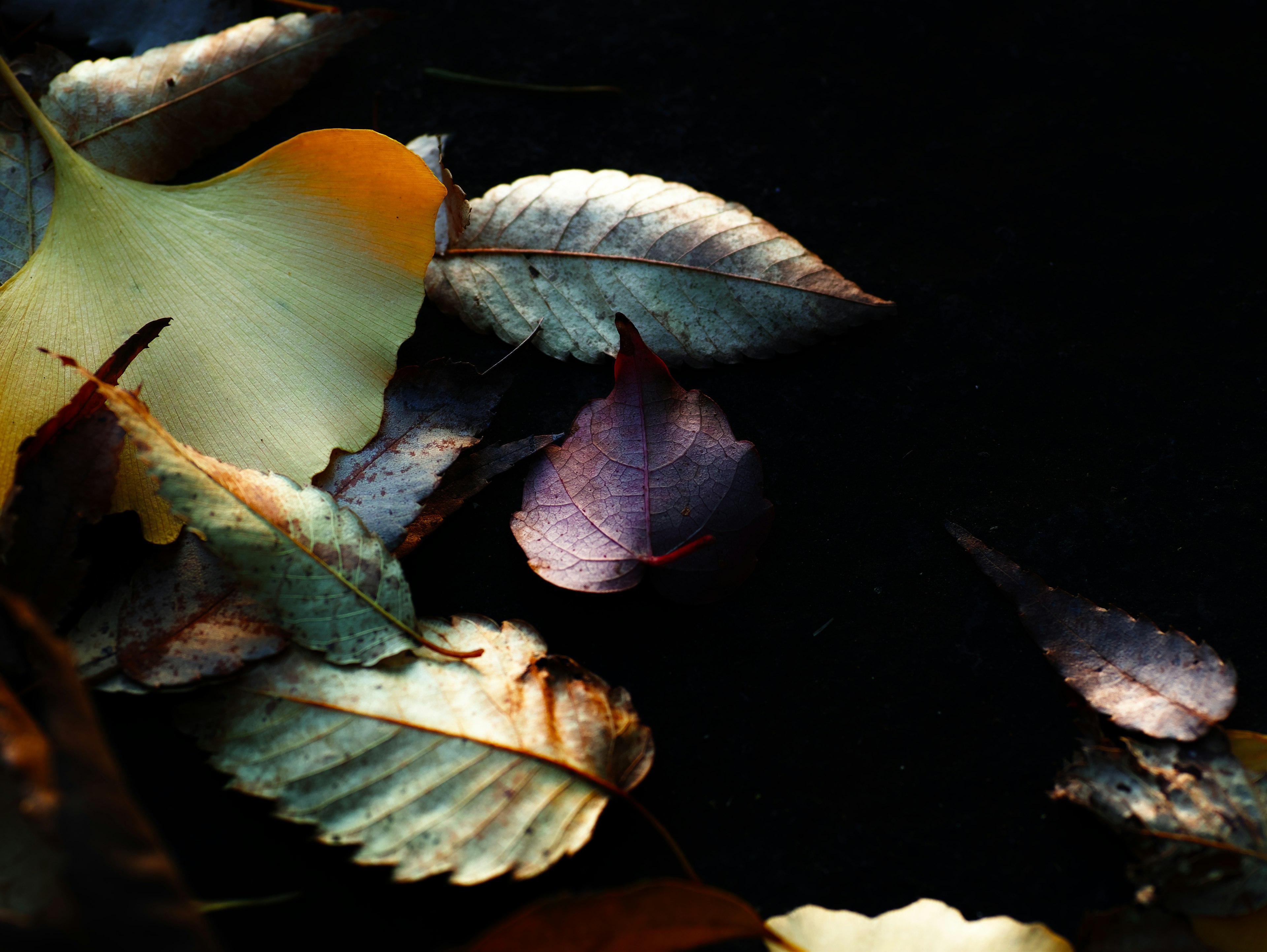 Herbstblätter auf einem dunklen Hintergrund verstreut